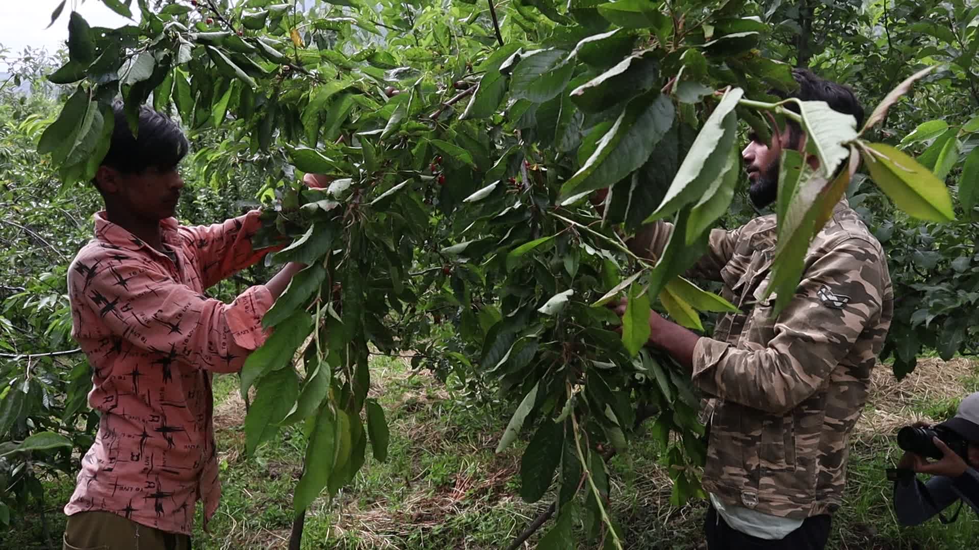 Cherry Harvest in Kashmir