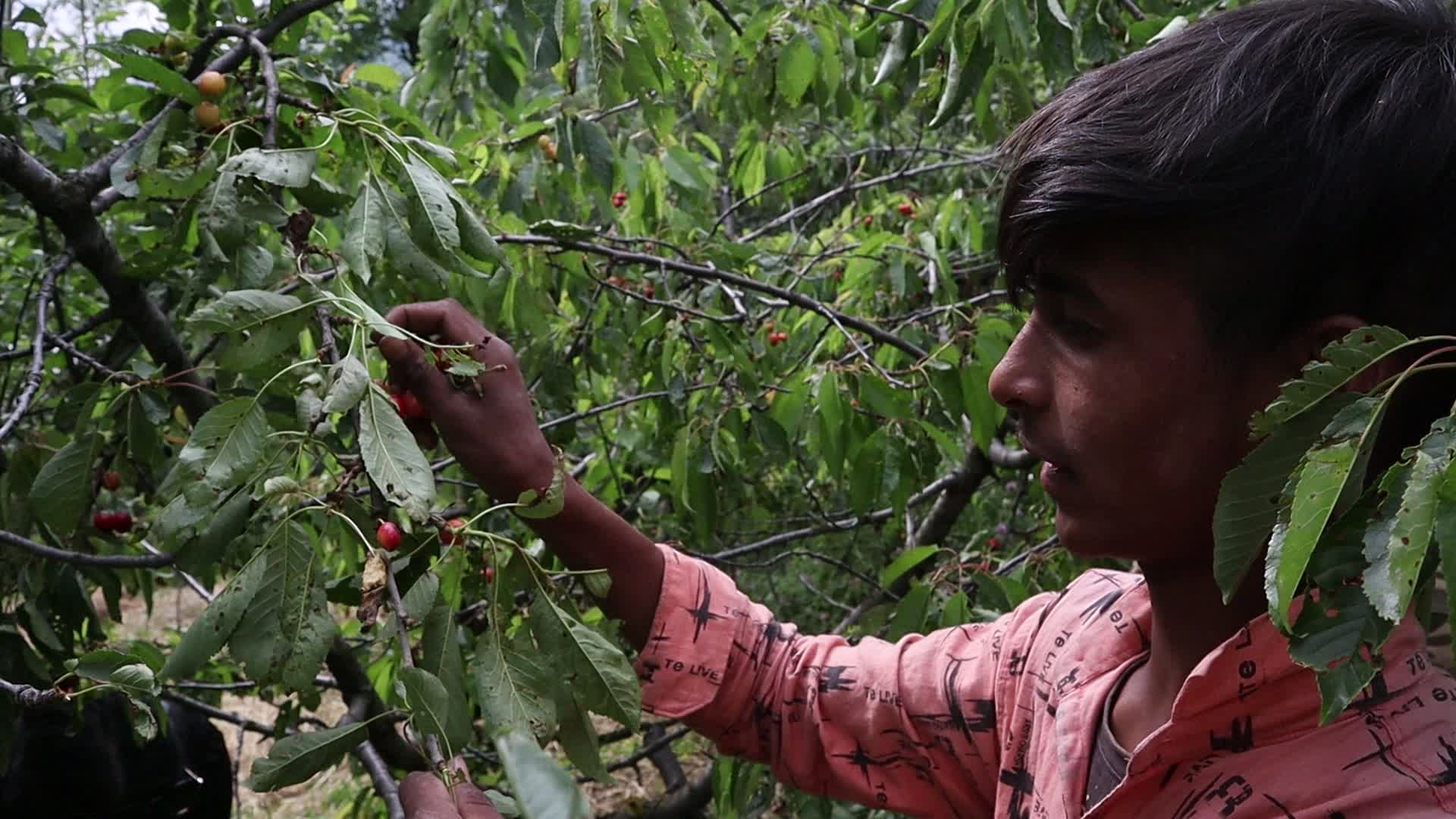 Cherry Harvest in Kashmir