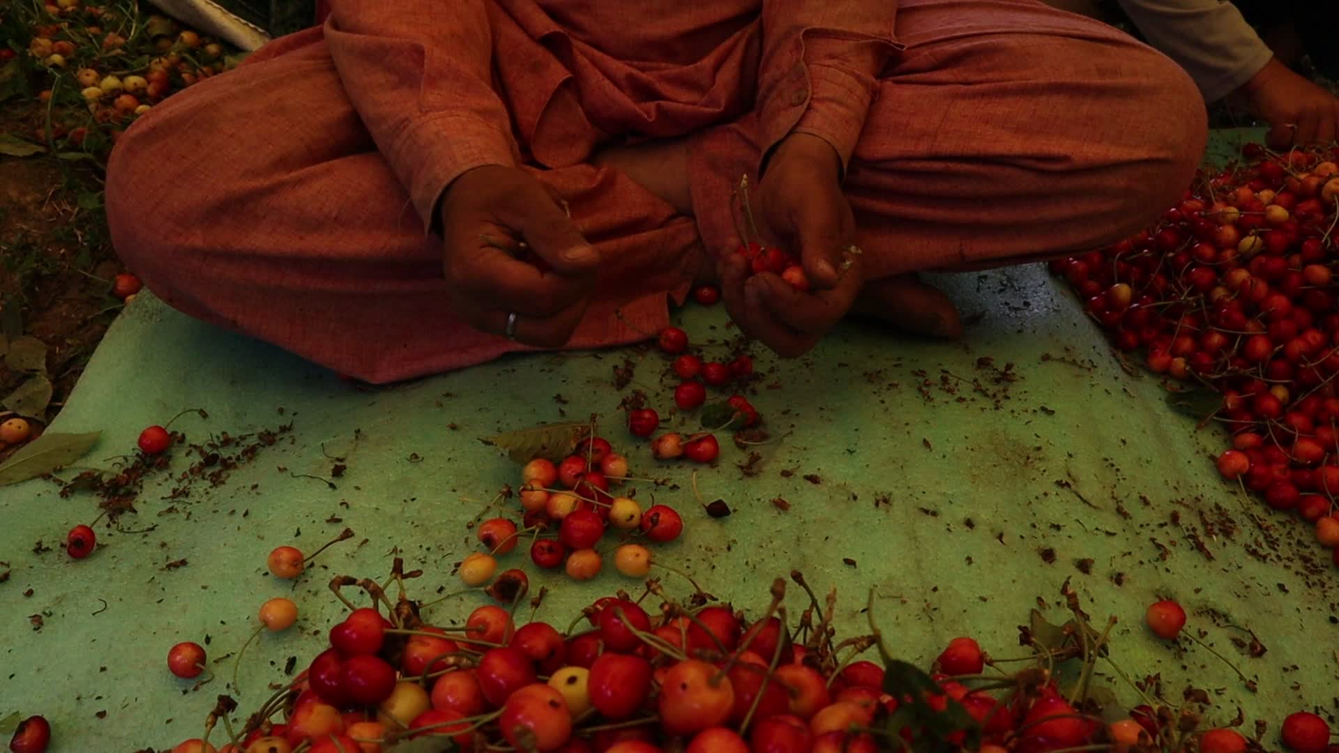 Cherry Harvest in Kashmir