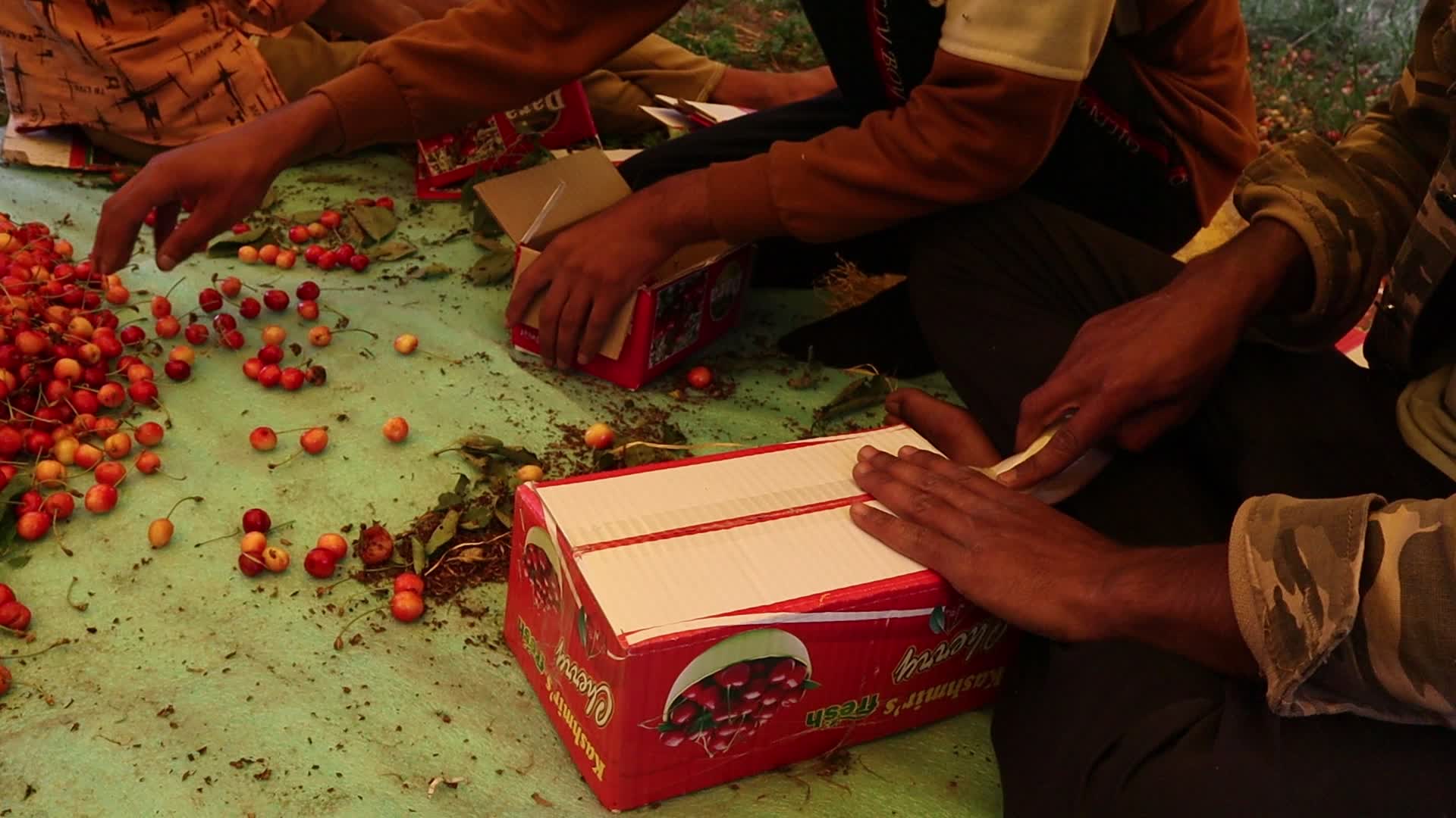 Cherry Harvest in Kashmir