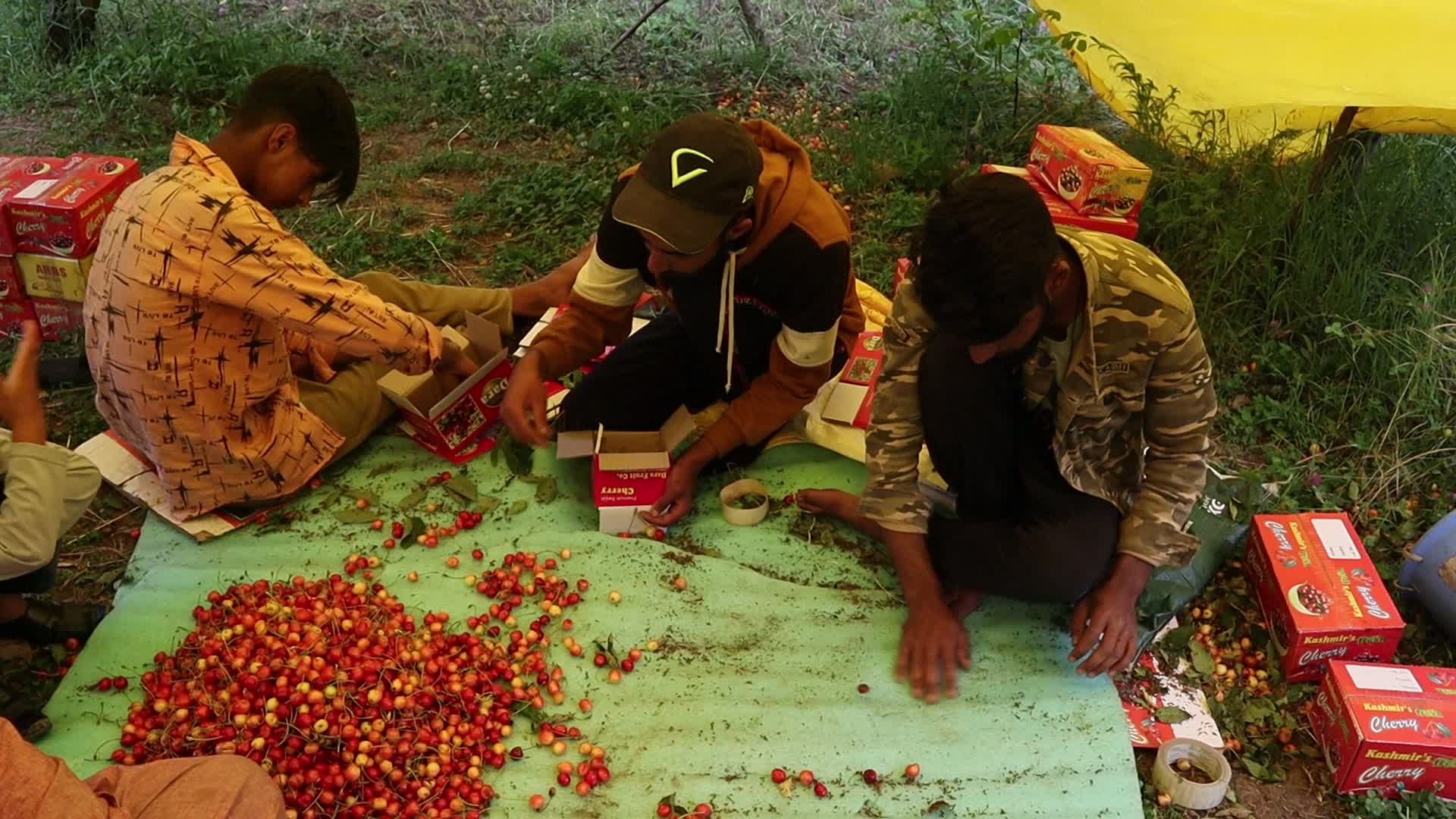 Cherry Harvest in Kashmir