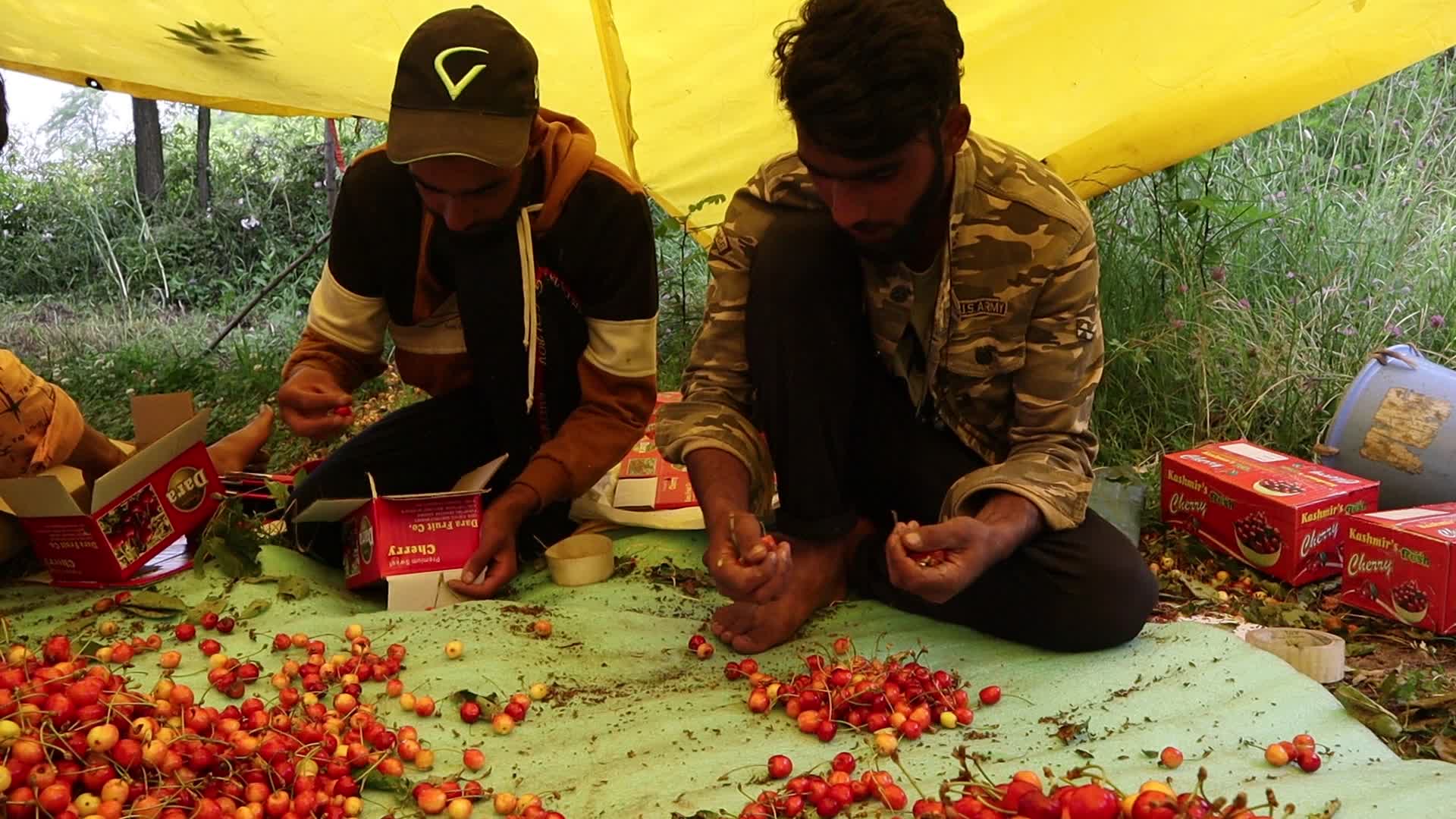 Cherry Harvest in Kashmir