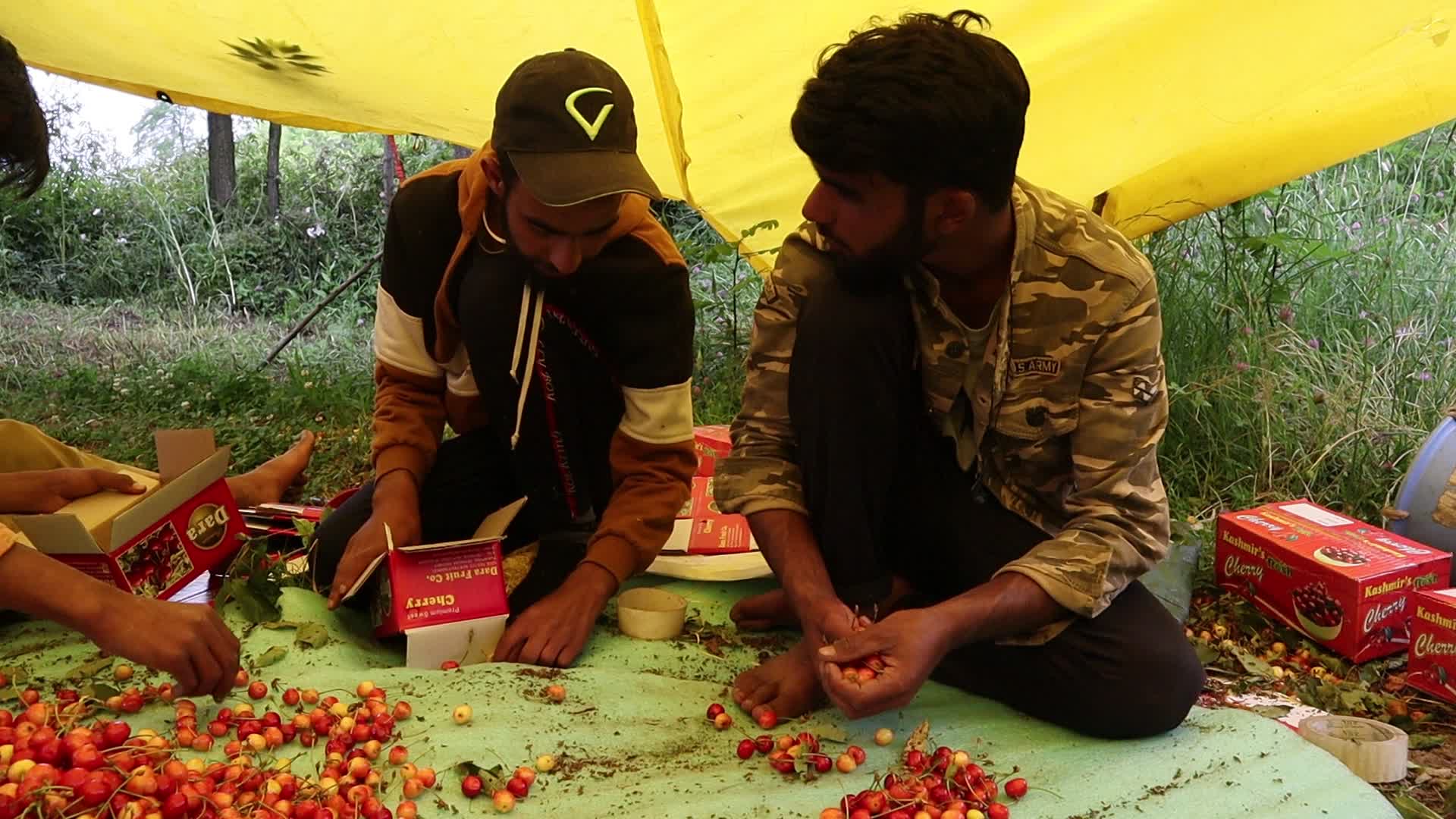 Cherry Harvest in Kashmir