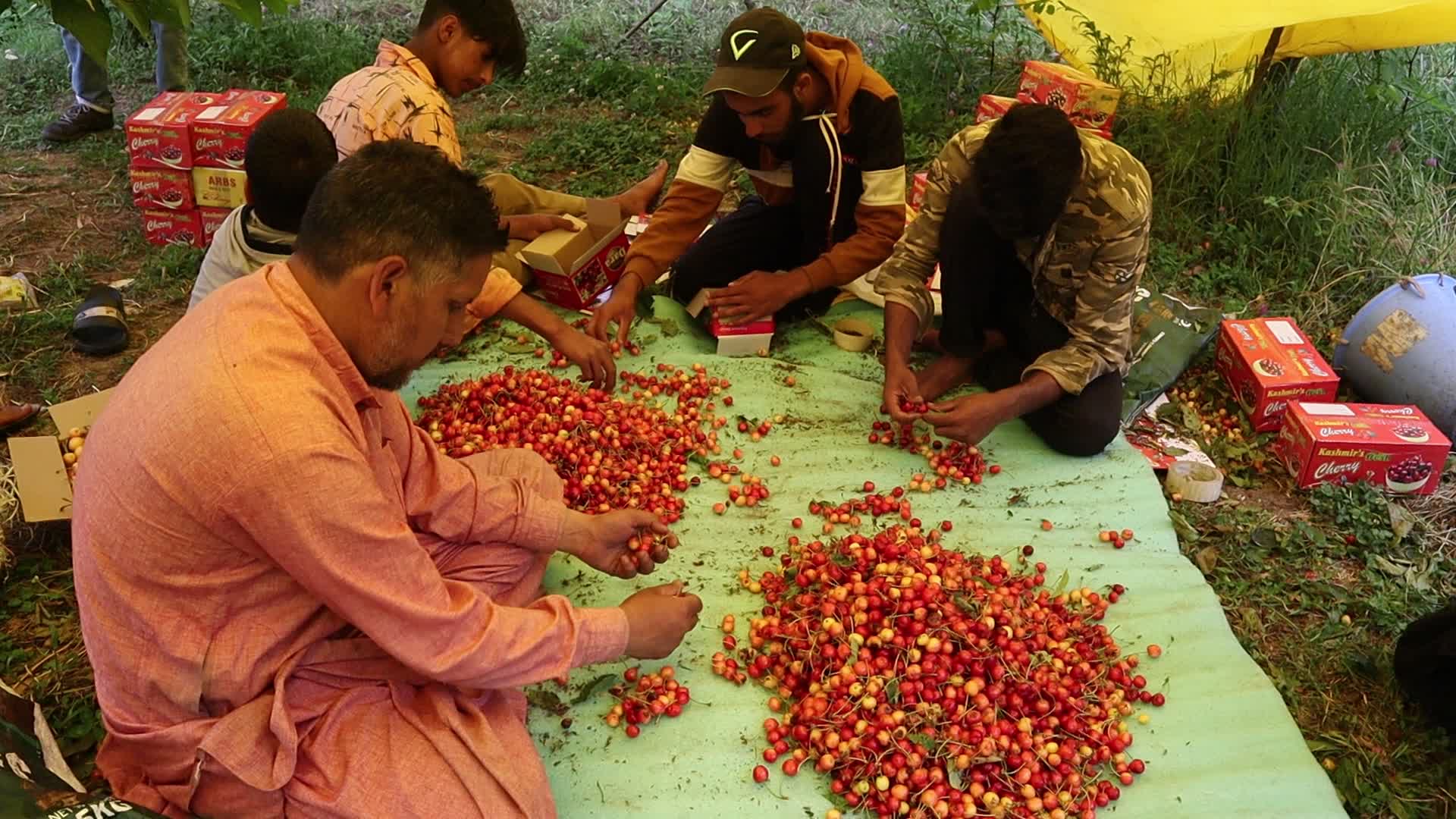 Cherry Harvest in Kashmir