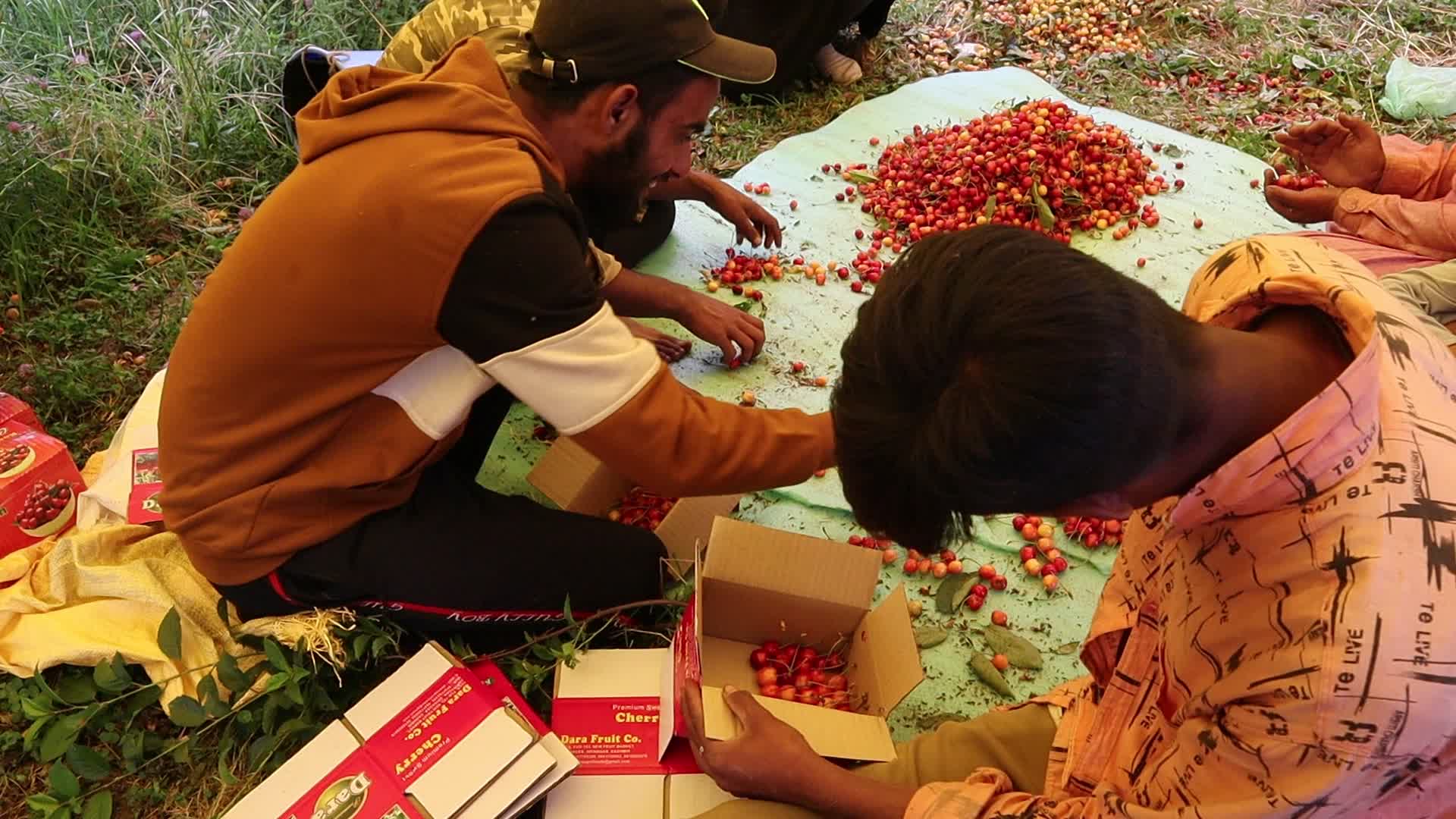 Cherry Harvest in Kashmir