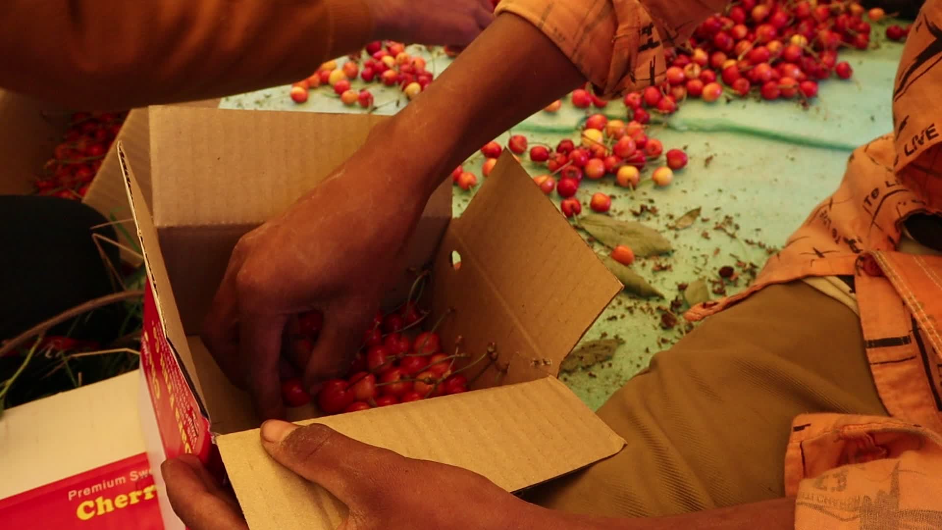 Cherry Harvest in Kashmir