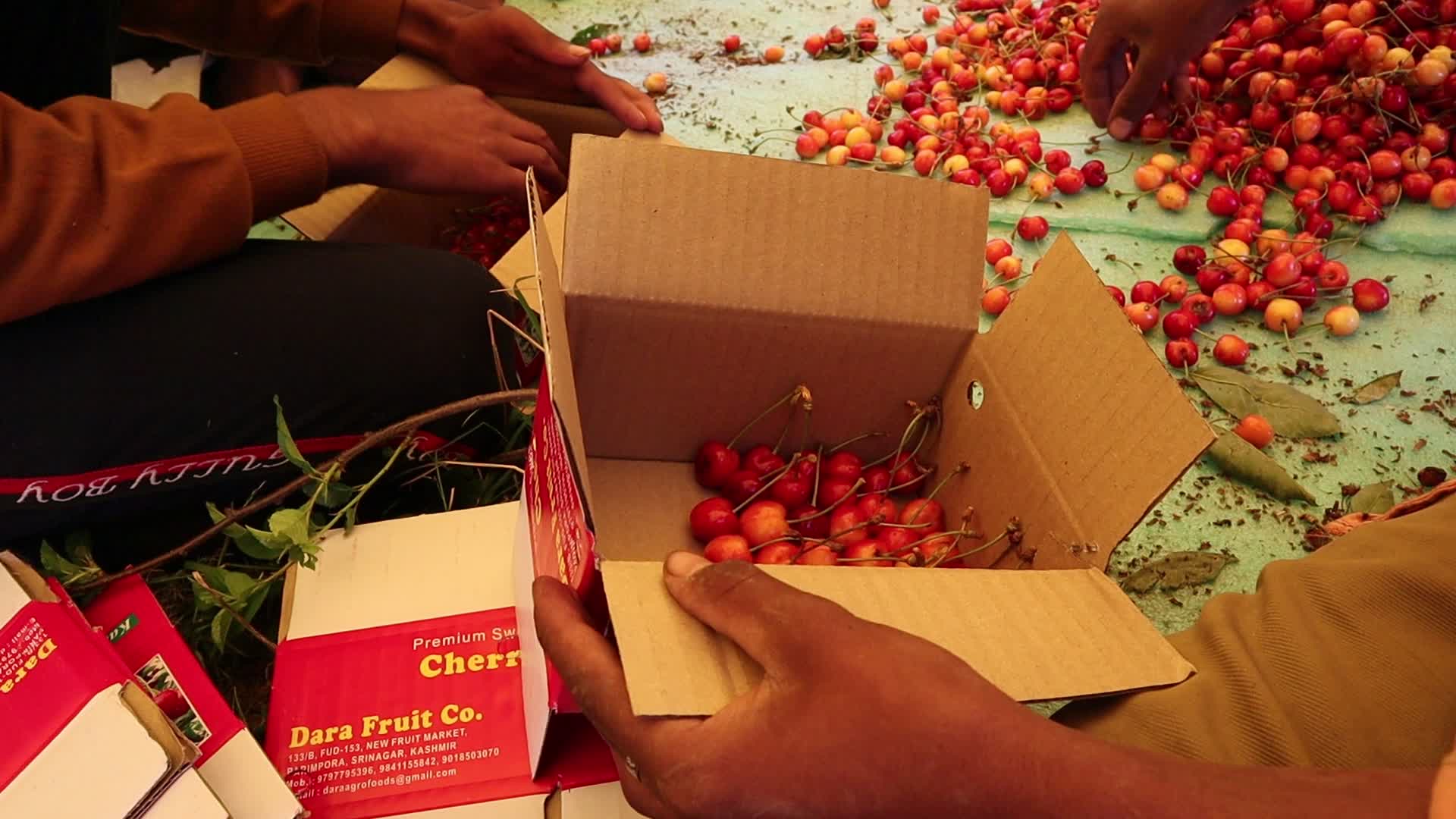 Cherry Harvest in Kashmir