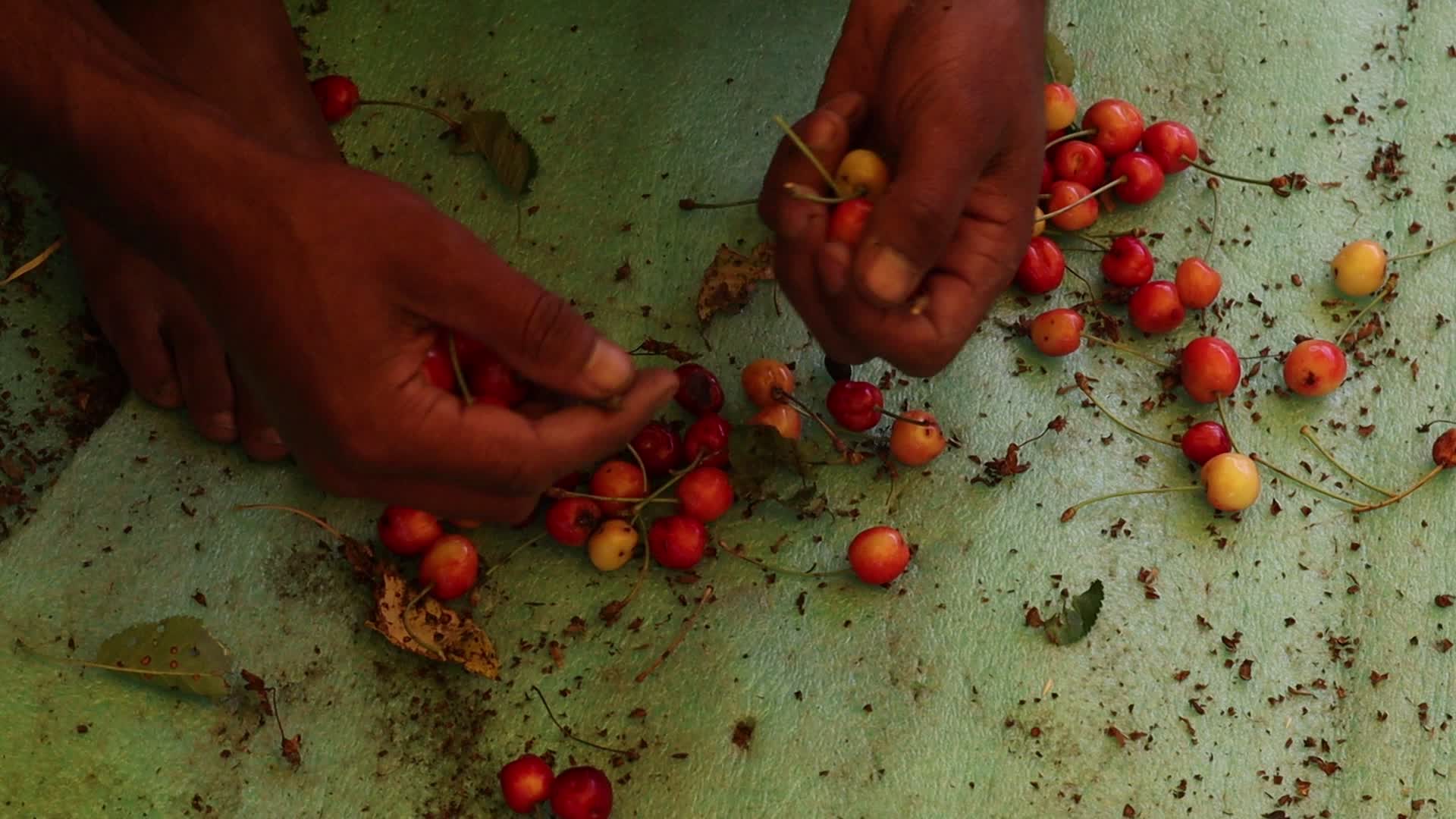 Cherry Harvest in Kashmir
