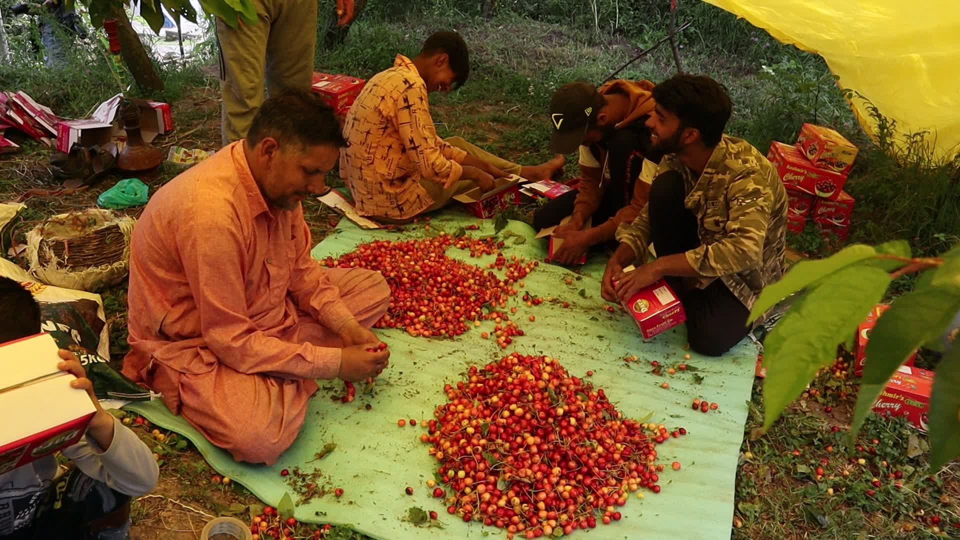 Cherry Harvest in Kashmir