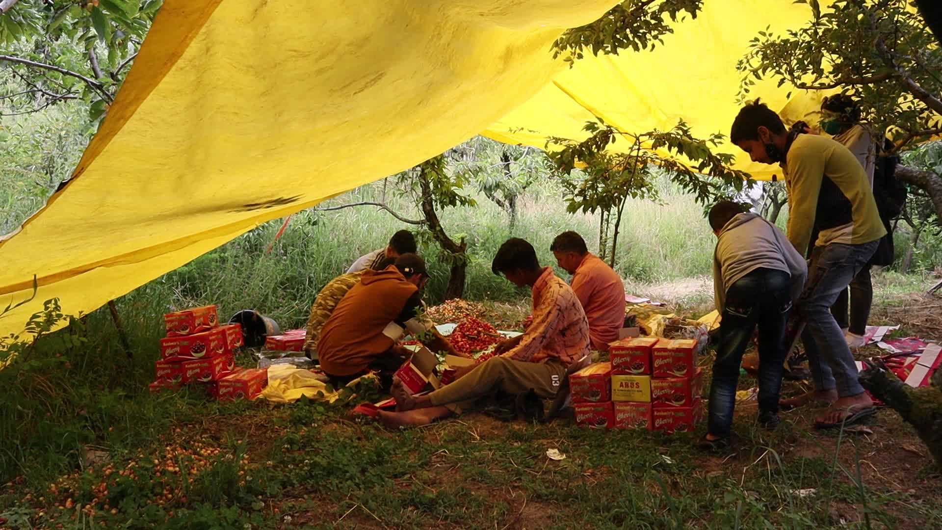 Cherry Harvest in Kashmir
