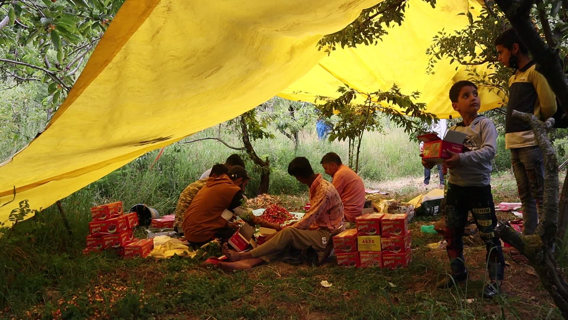 Cherry Harvest in Kashmir