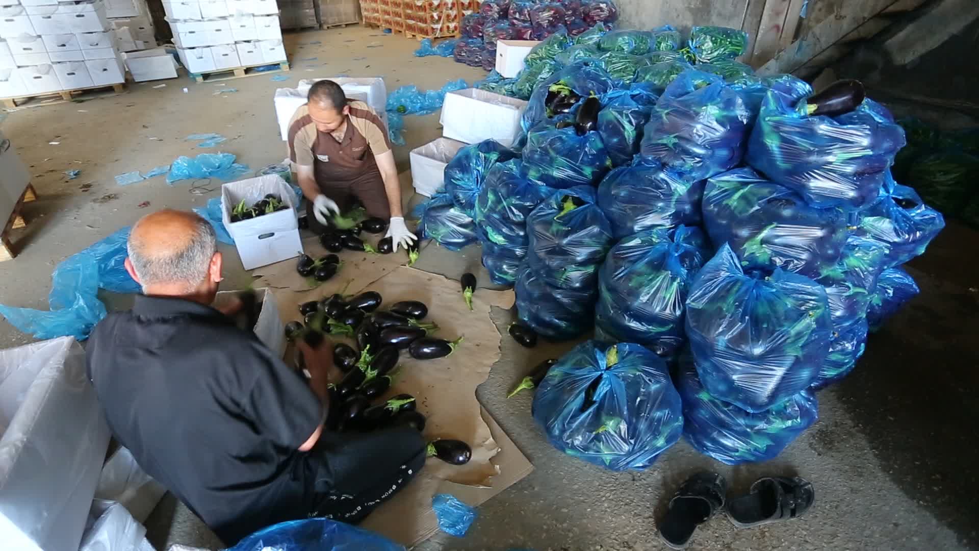 Aftermath of Palestine Israel conflict 