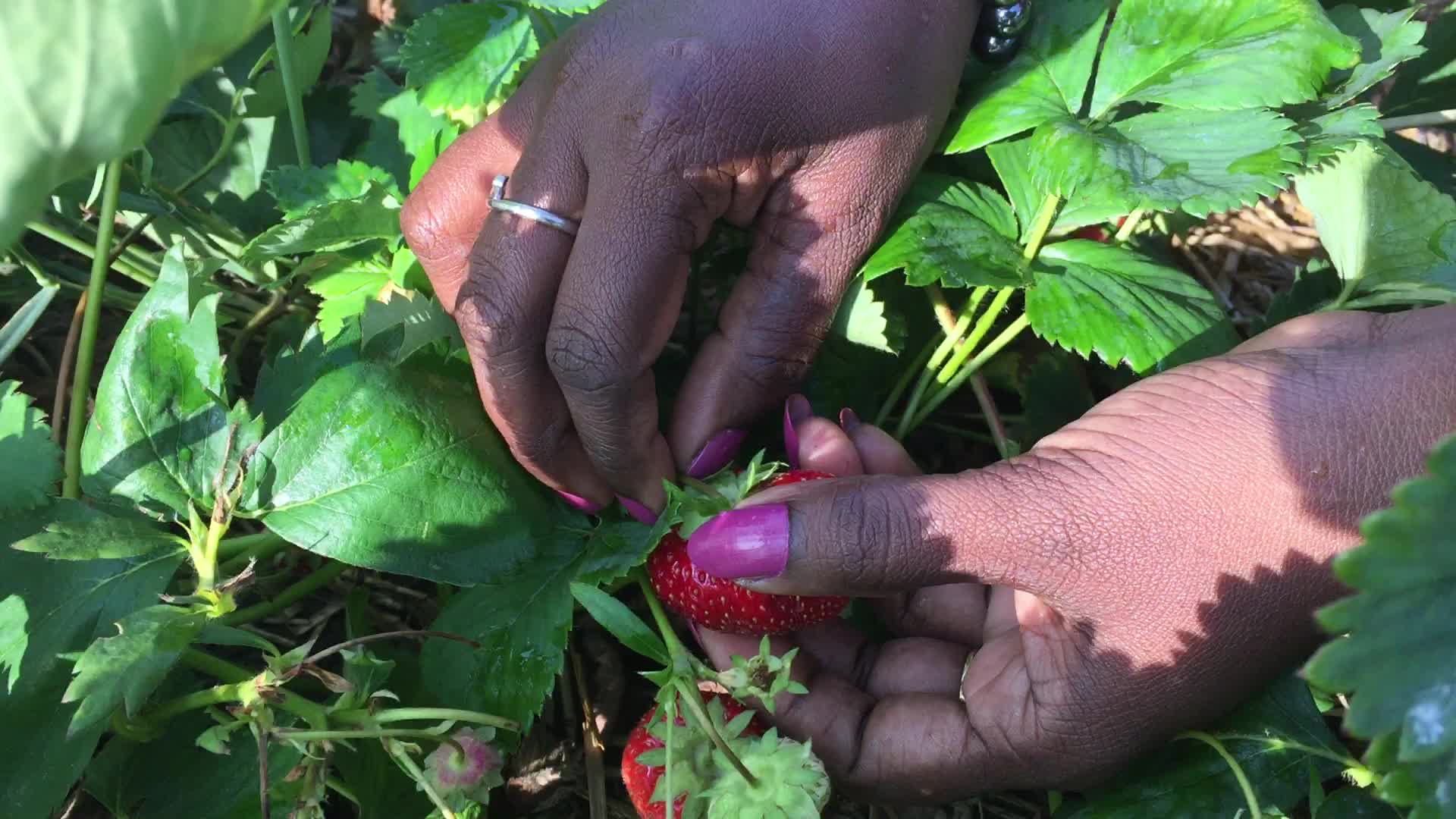 Strawberry picking in Canada