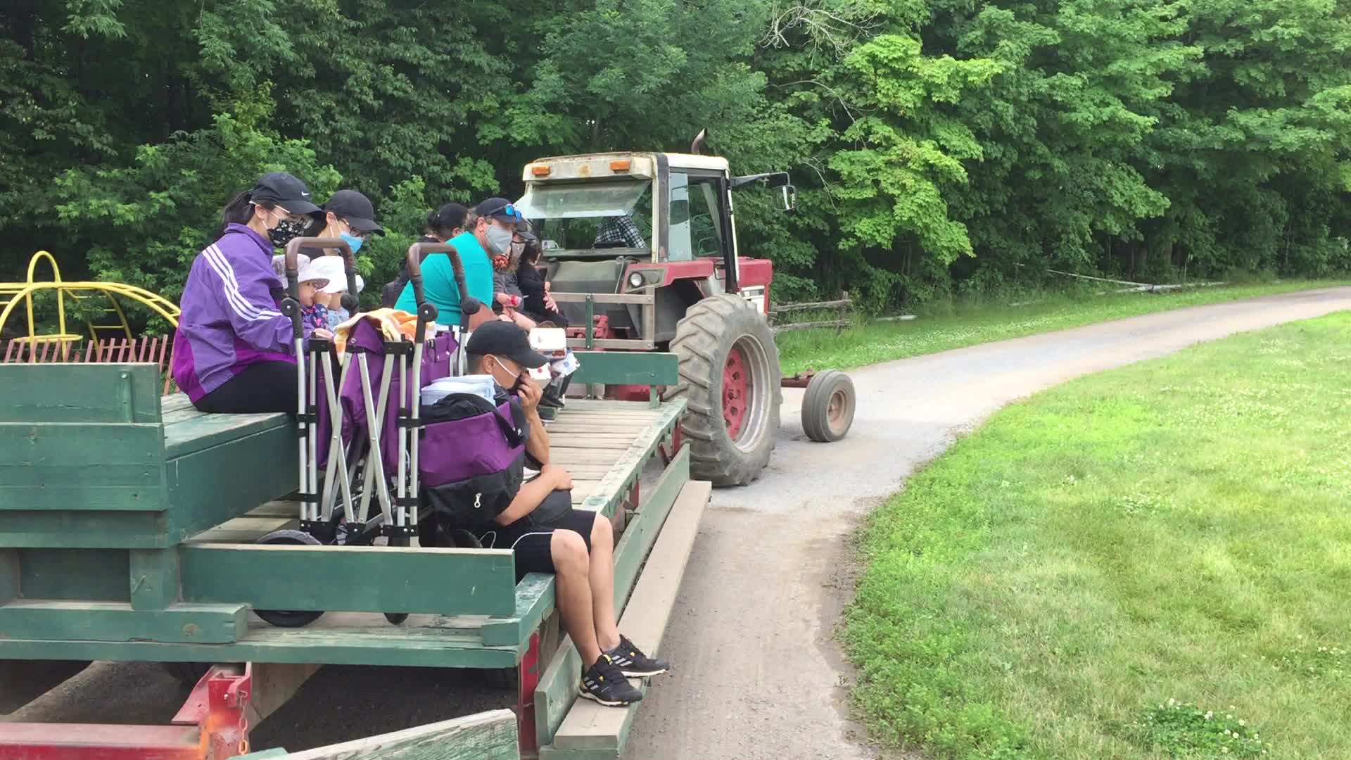 Strawberry picking in Canada