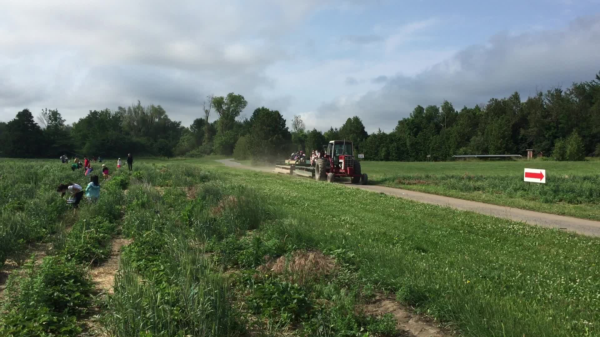 Strawberry picking in Canada