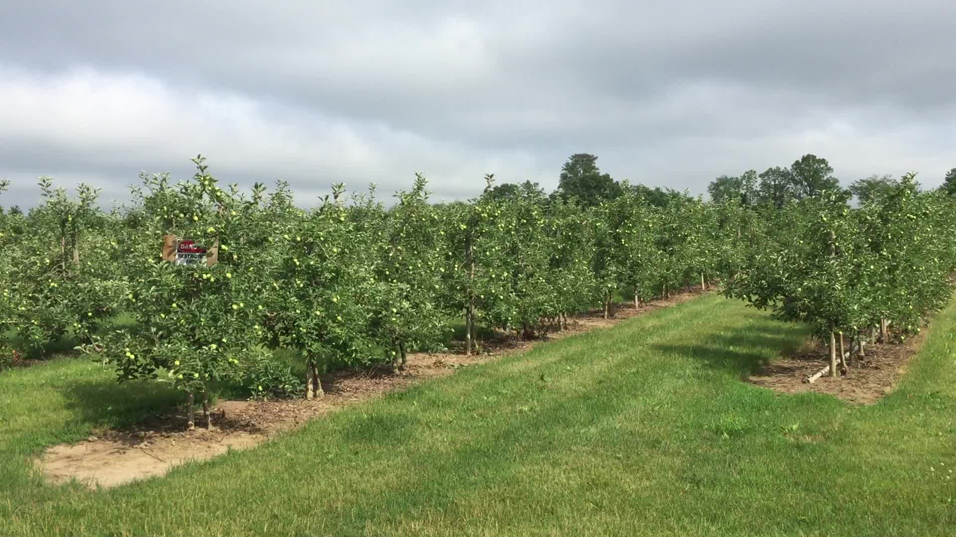 Apple trees at an apple orchard in Canada