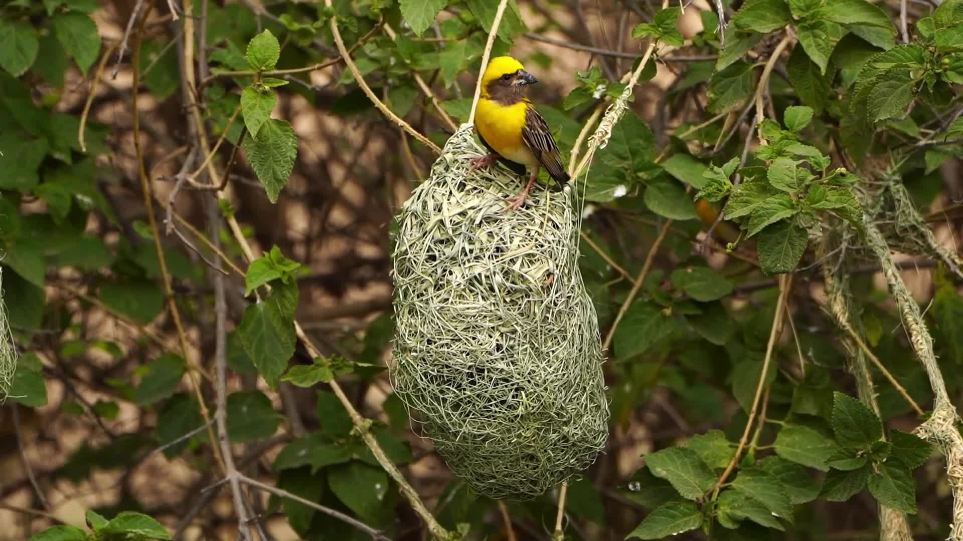 Baya Weaver (Ploceus Philippinus) prepair nest During Monsoon on the outskirts village of Ajmer
