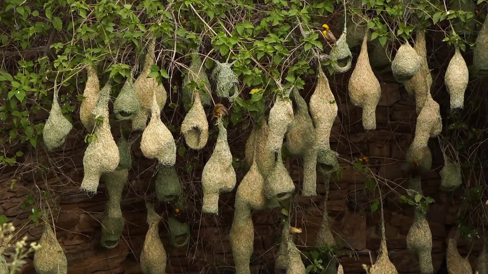 Baya Weaver (Ploceus Philippinus) prepair nest During Monsoon on the outskirts village of Ajmer