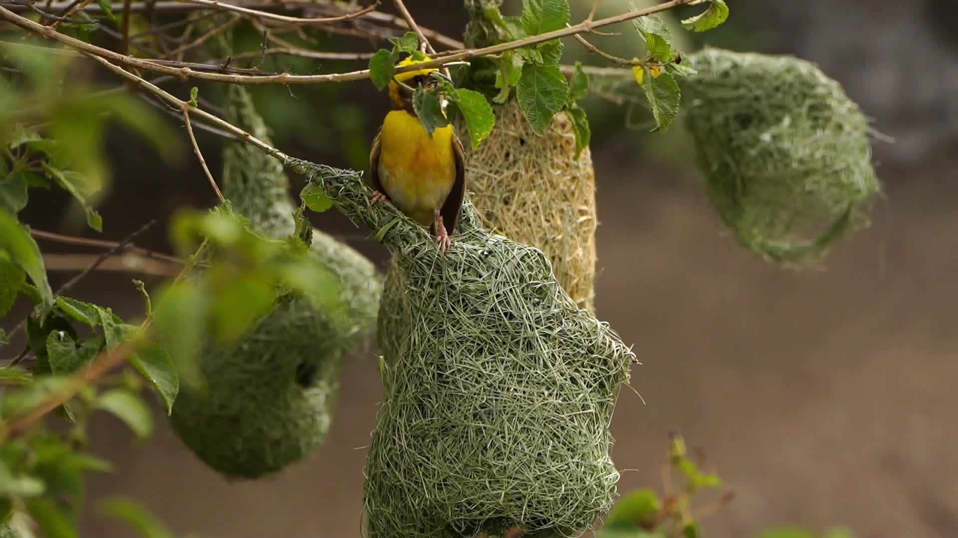 Baya Weaver (Ploceus Philippinus) prepair nest During Monsoon on the outskirts village of Ajmer