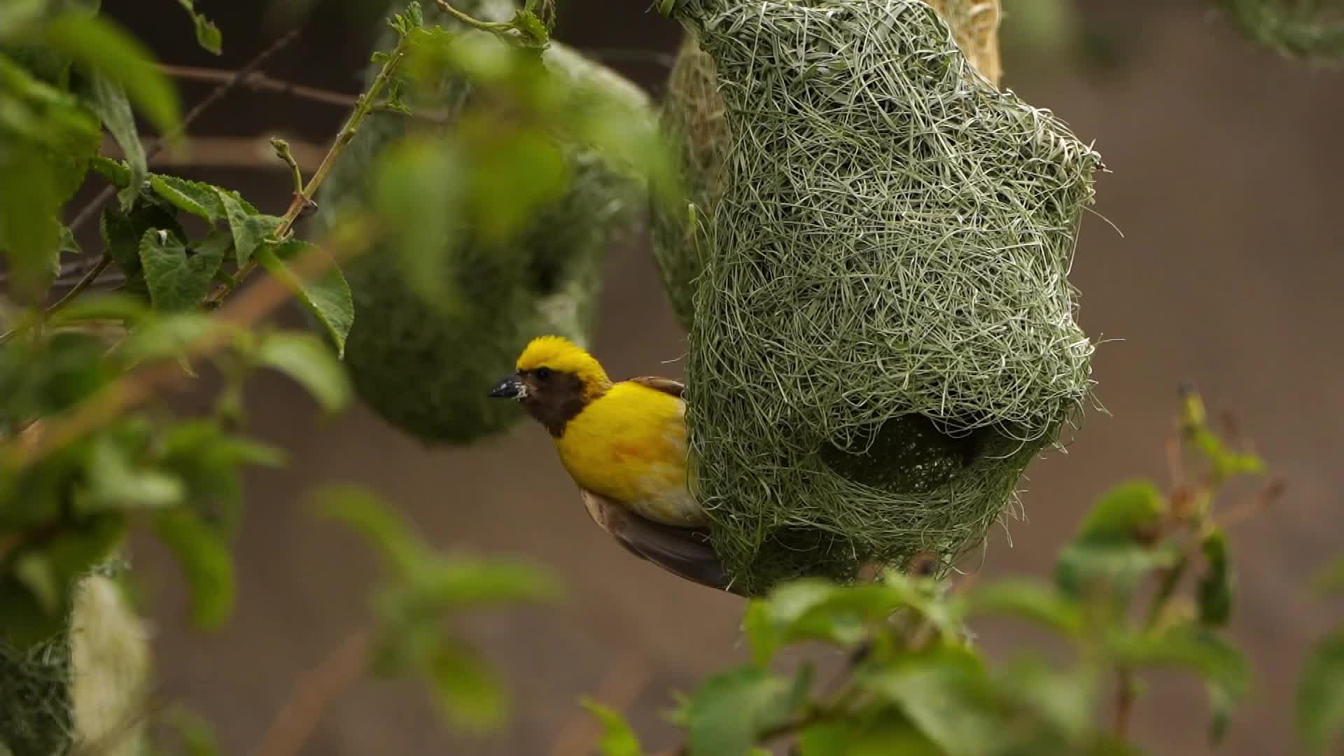 Baya Weaver (Ploceus Philippinus) prepair nest During Monsoon on the outskirts village of Ajmer