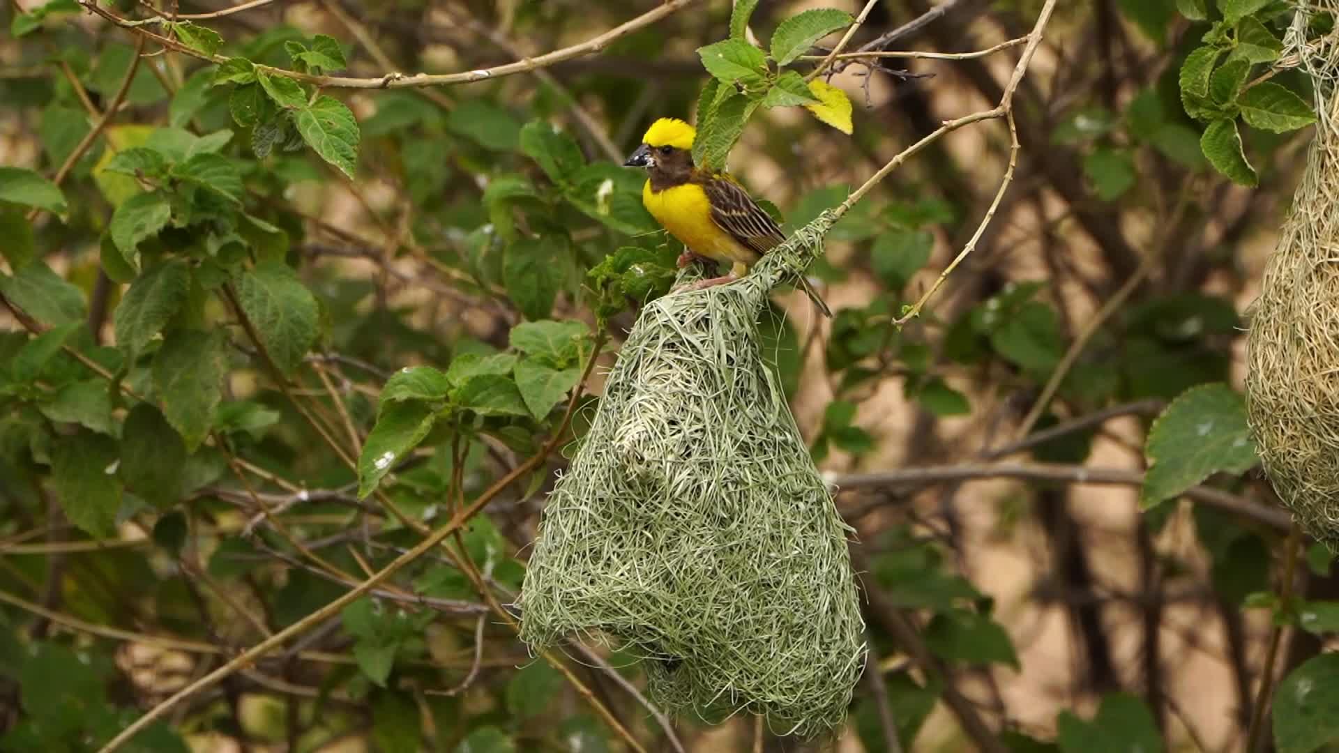 Baya Weaver (Ploceus Philippinus) prepair nest During Monsoon on the outskirts village of Ajmer