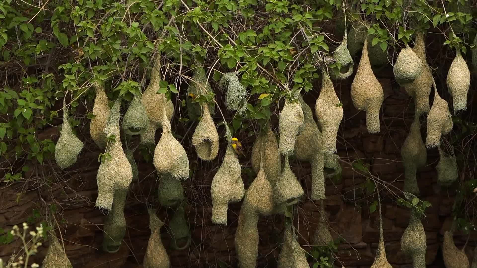 Baya Weaver (Ploceus Philippinus) prepair nest During Monsoon on the outskirts village of Ajmer