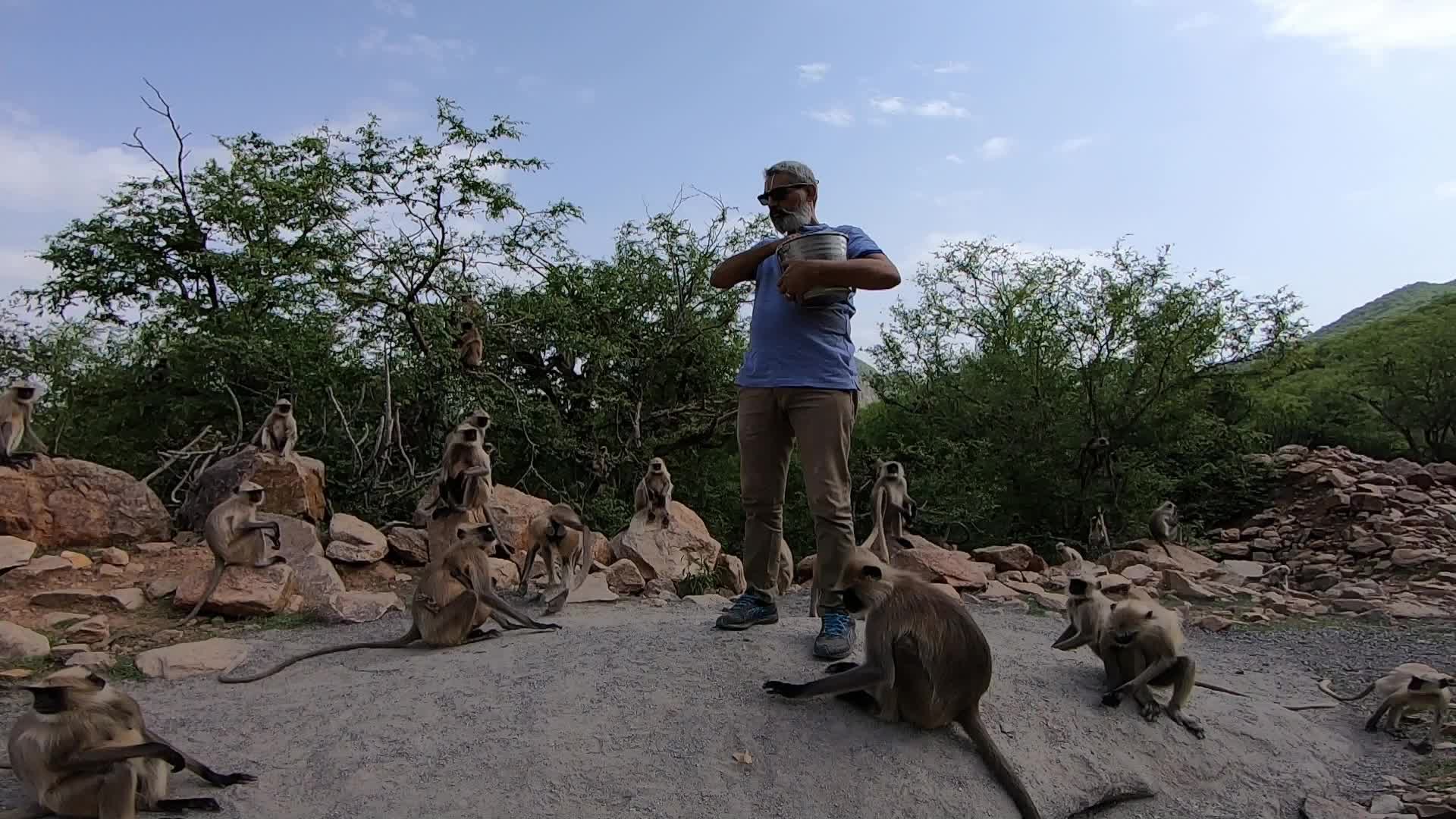 A Man Feeds langur monkeys in Pushkar