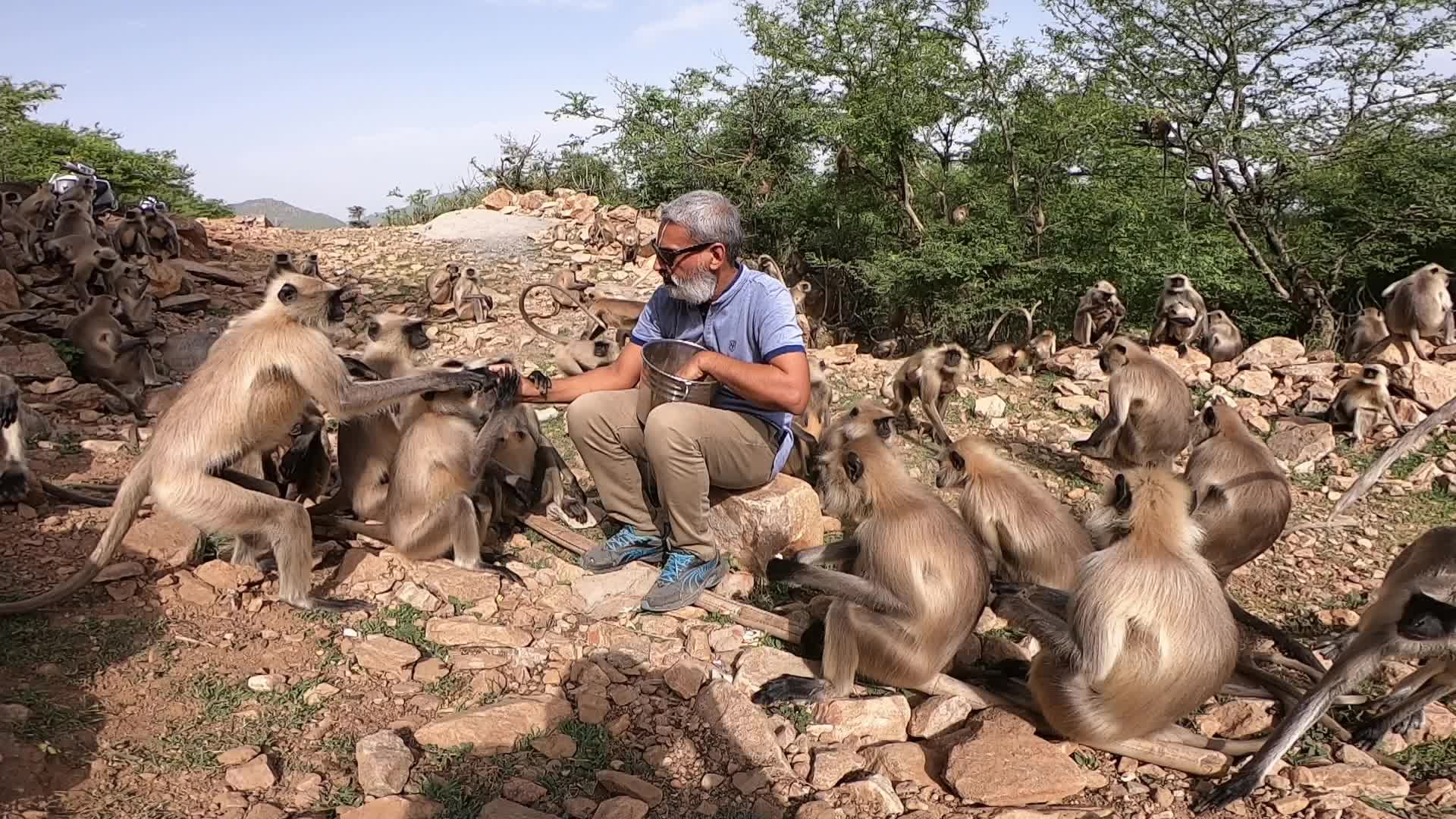 A Man Feeds langur monkeys in Pushkar