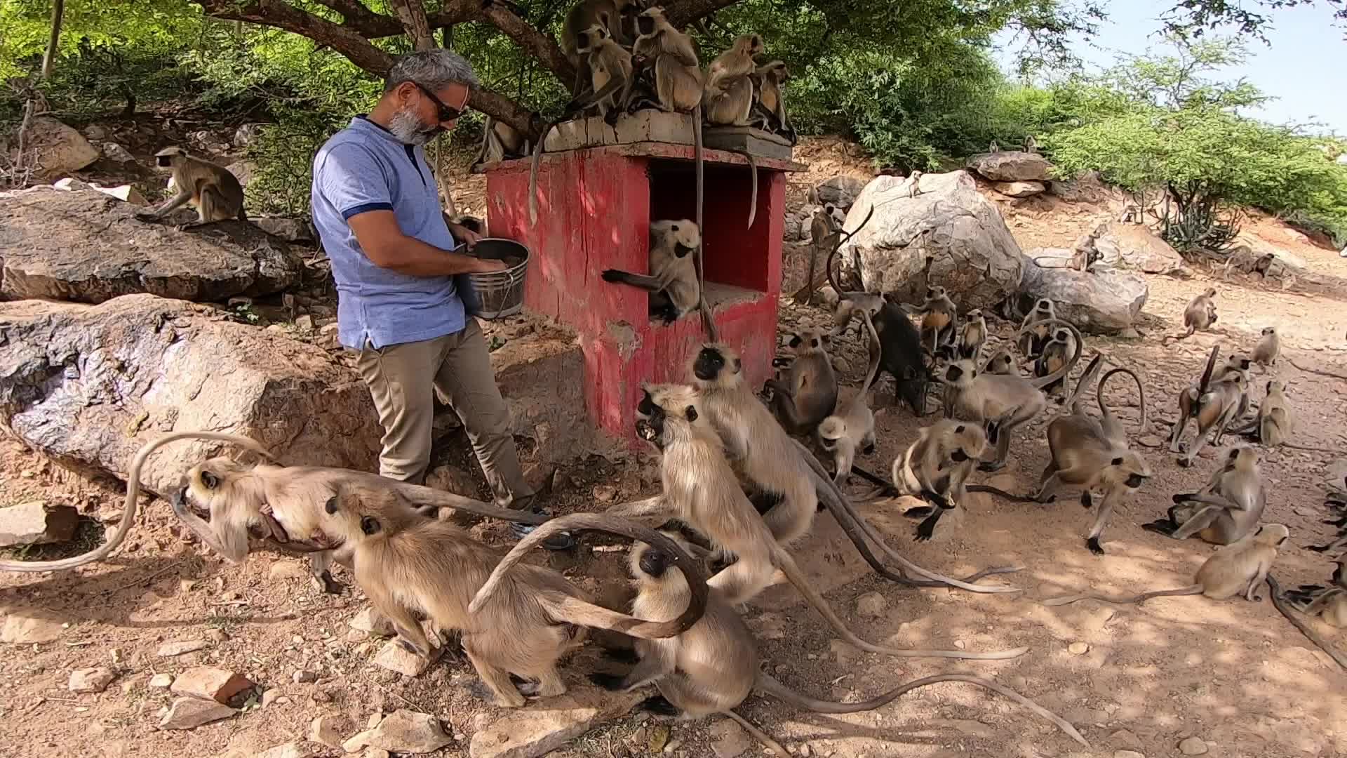 A Man Feeds langur monkeys in Pushkar