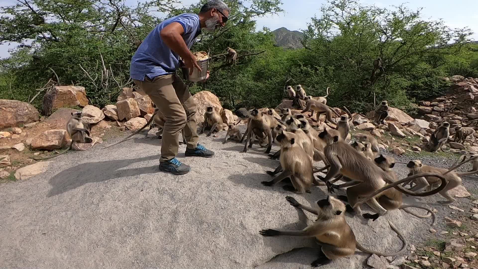 A Man Feeds langur monkeys in Pushkar