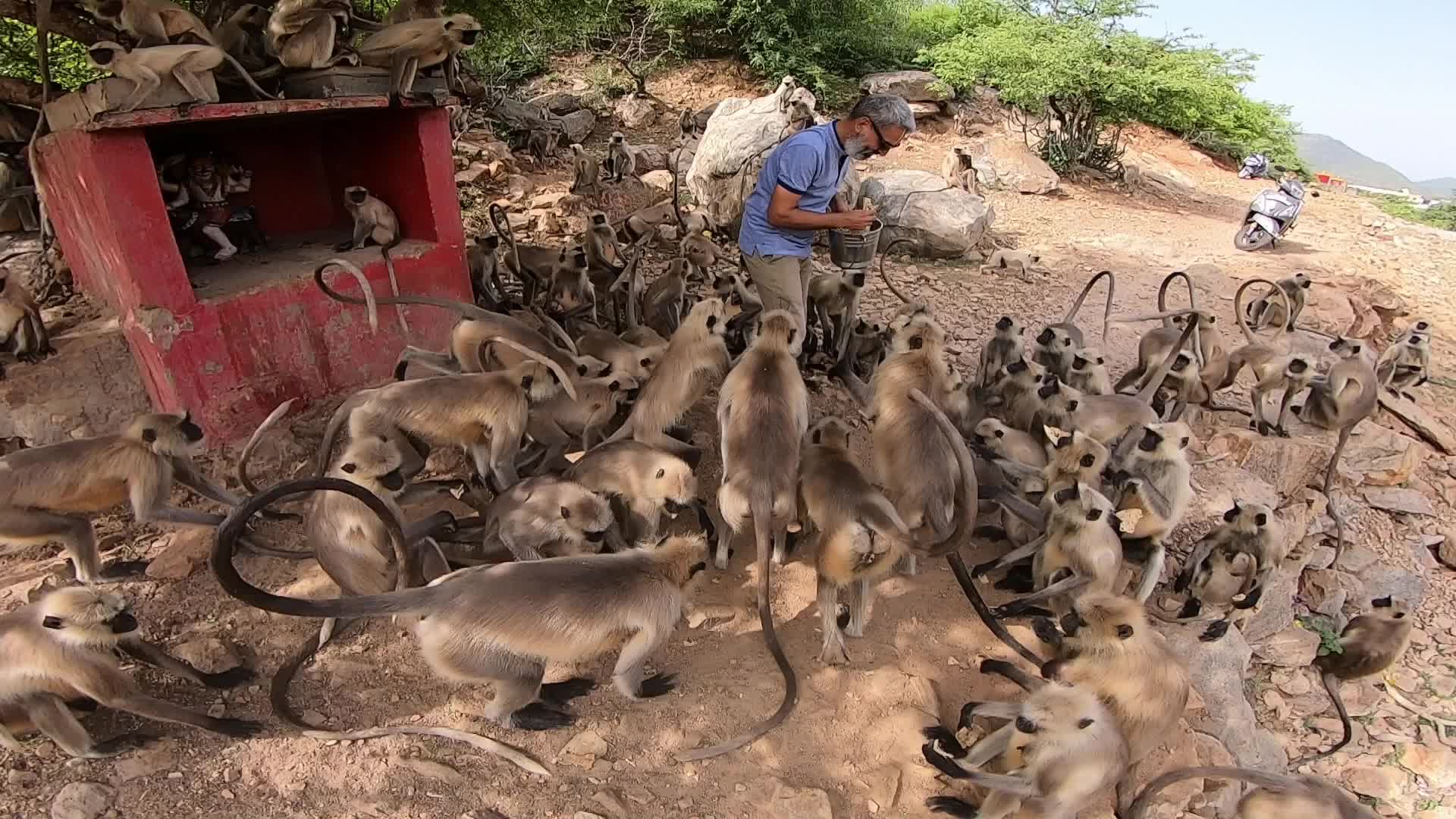 A Man Feeds langur monkeys in Pushkar