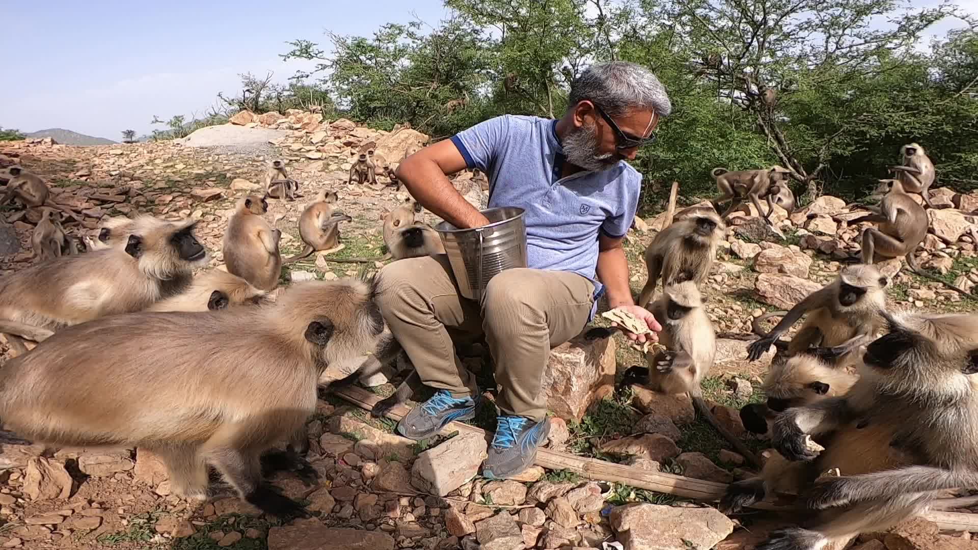 A Man Feeds langur monkeys in Pushkar