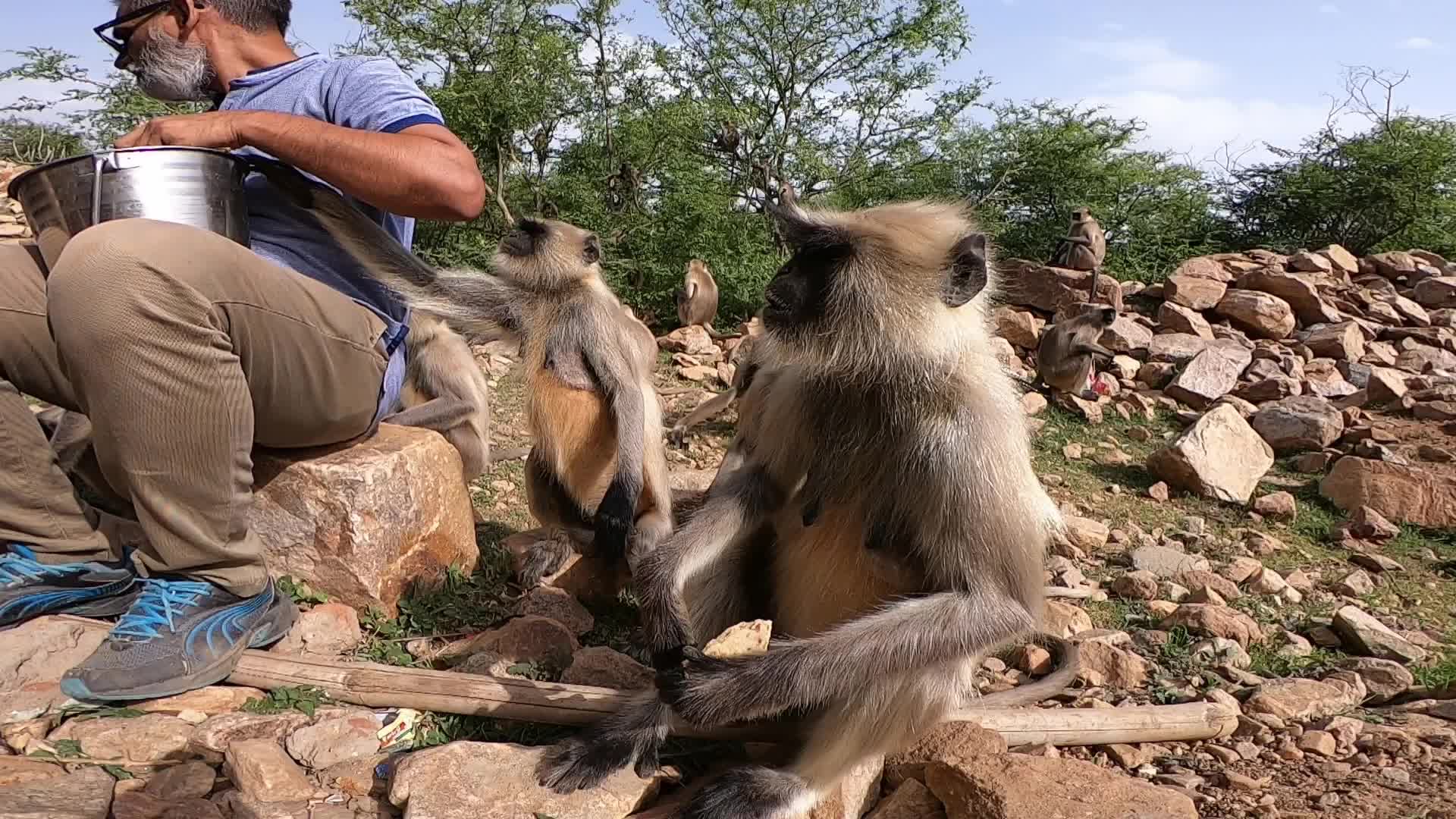 A Man Feeds langur monkeys in Pushkar