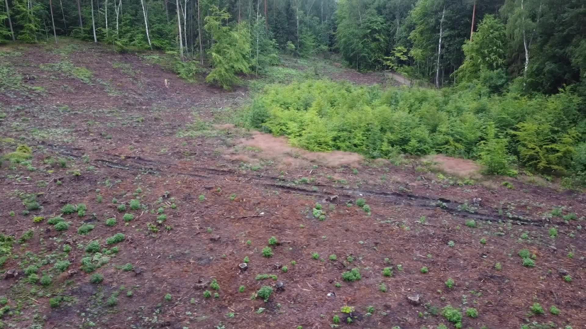 Mass Deforestation Continues In Poland