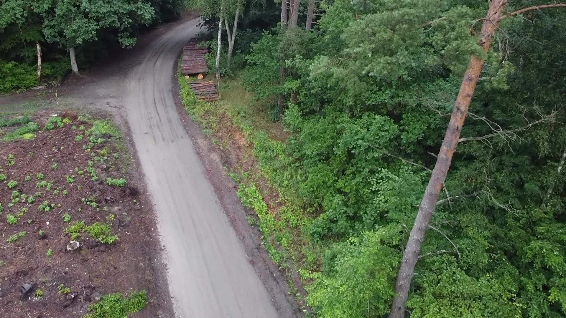 Mass Deforestation Continues In Poland