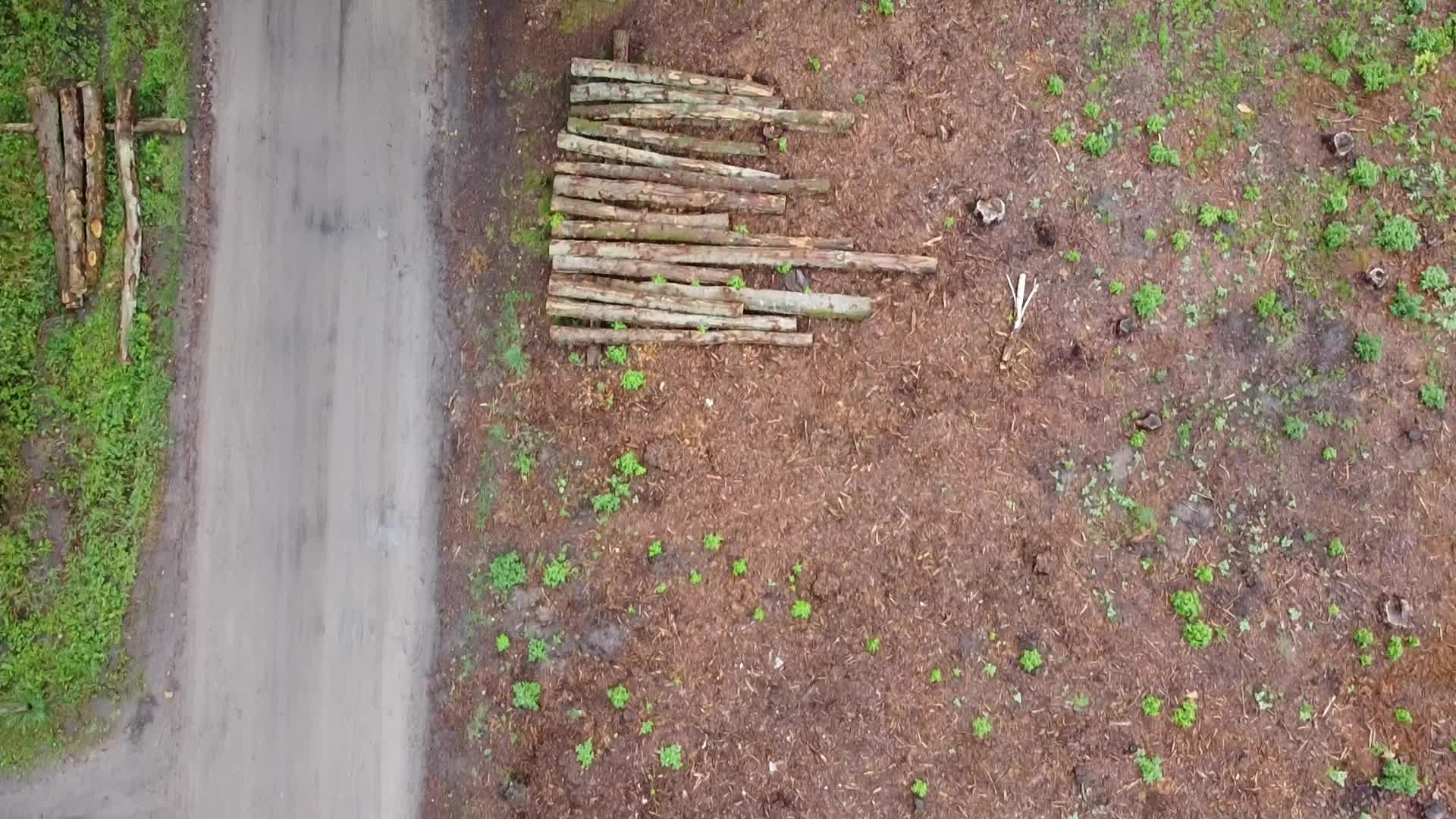 Mass Deforestation Continues In Poland