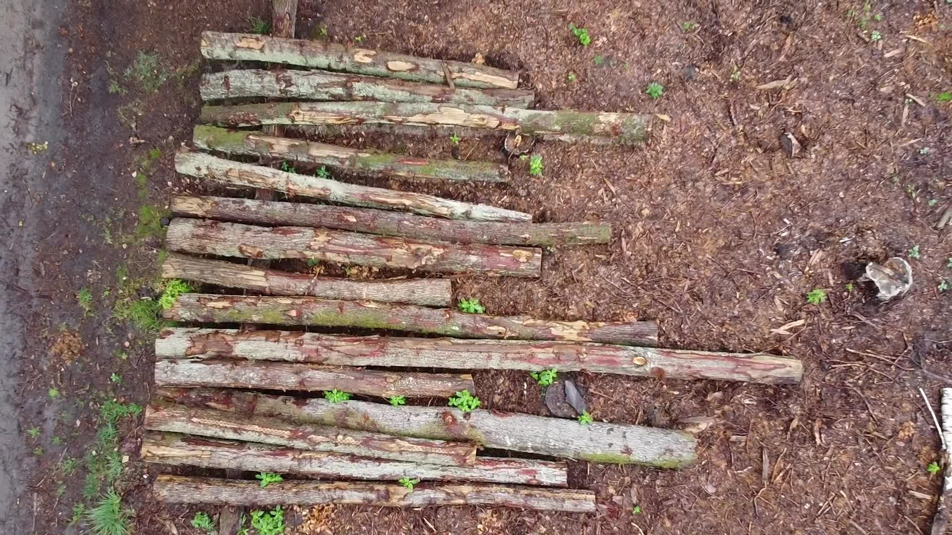 Mass Deforestation Continues In Poland