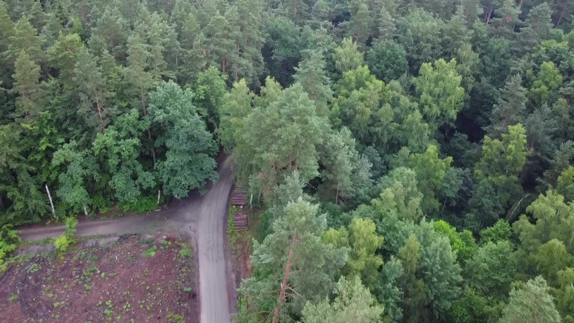 Mass Deforestation Continues In Poland