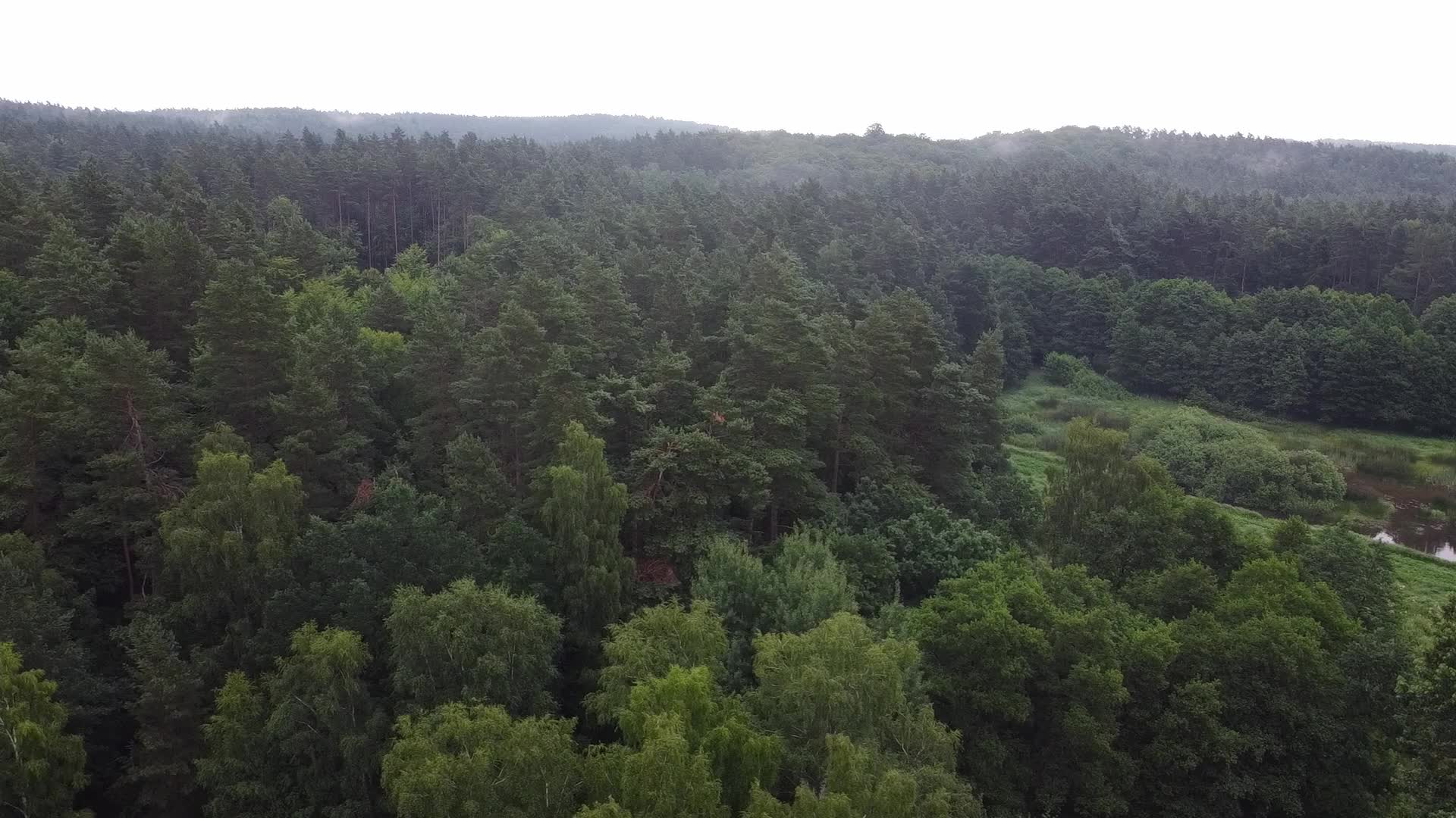 Mass Deforestation Continues In Poland