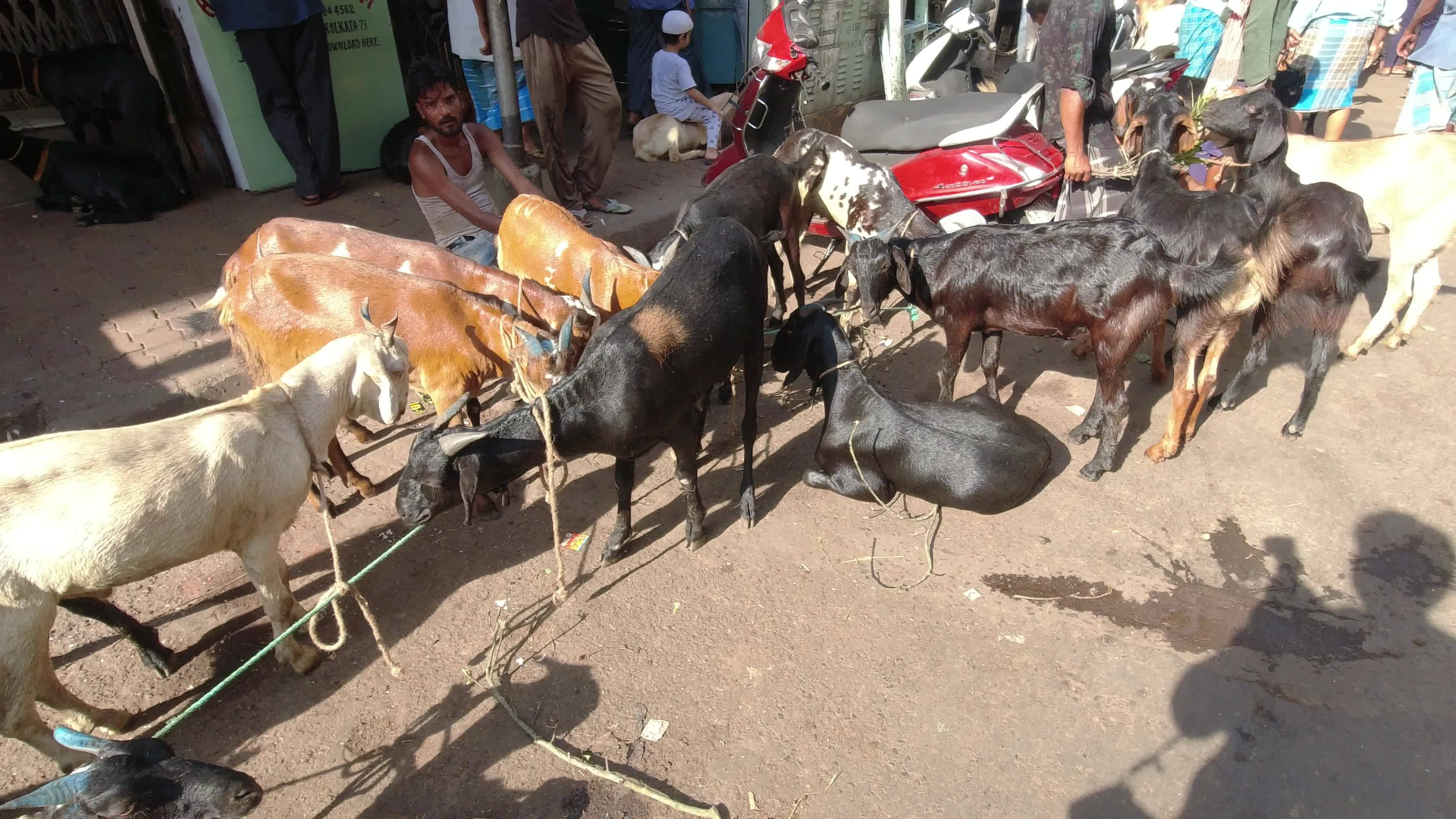 Livestock market ahead of Eid al-Adha in Kolkata