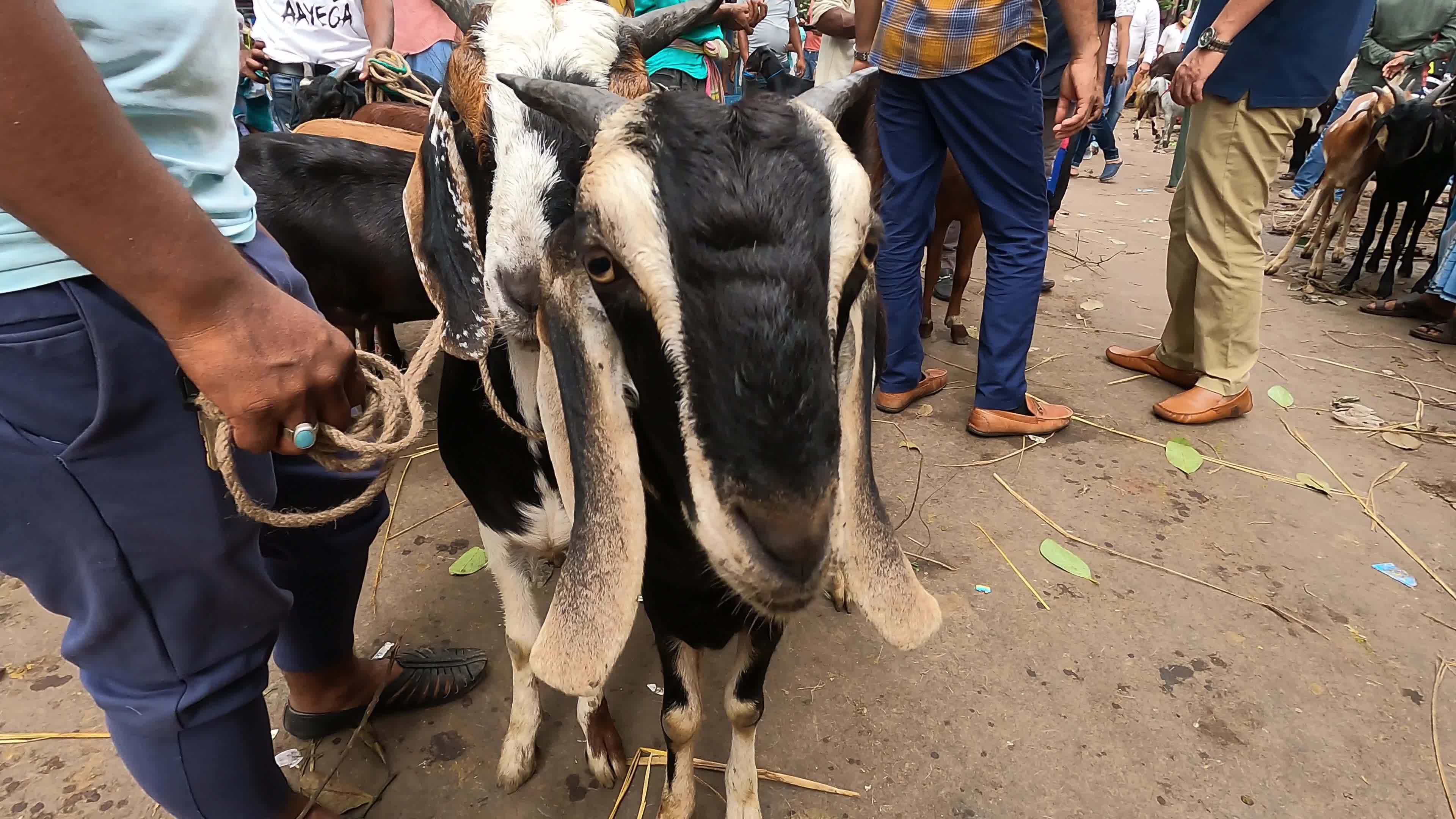 Livestock market ahead Eid al-Adha in Kolkata, India
