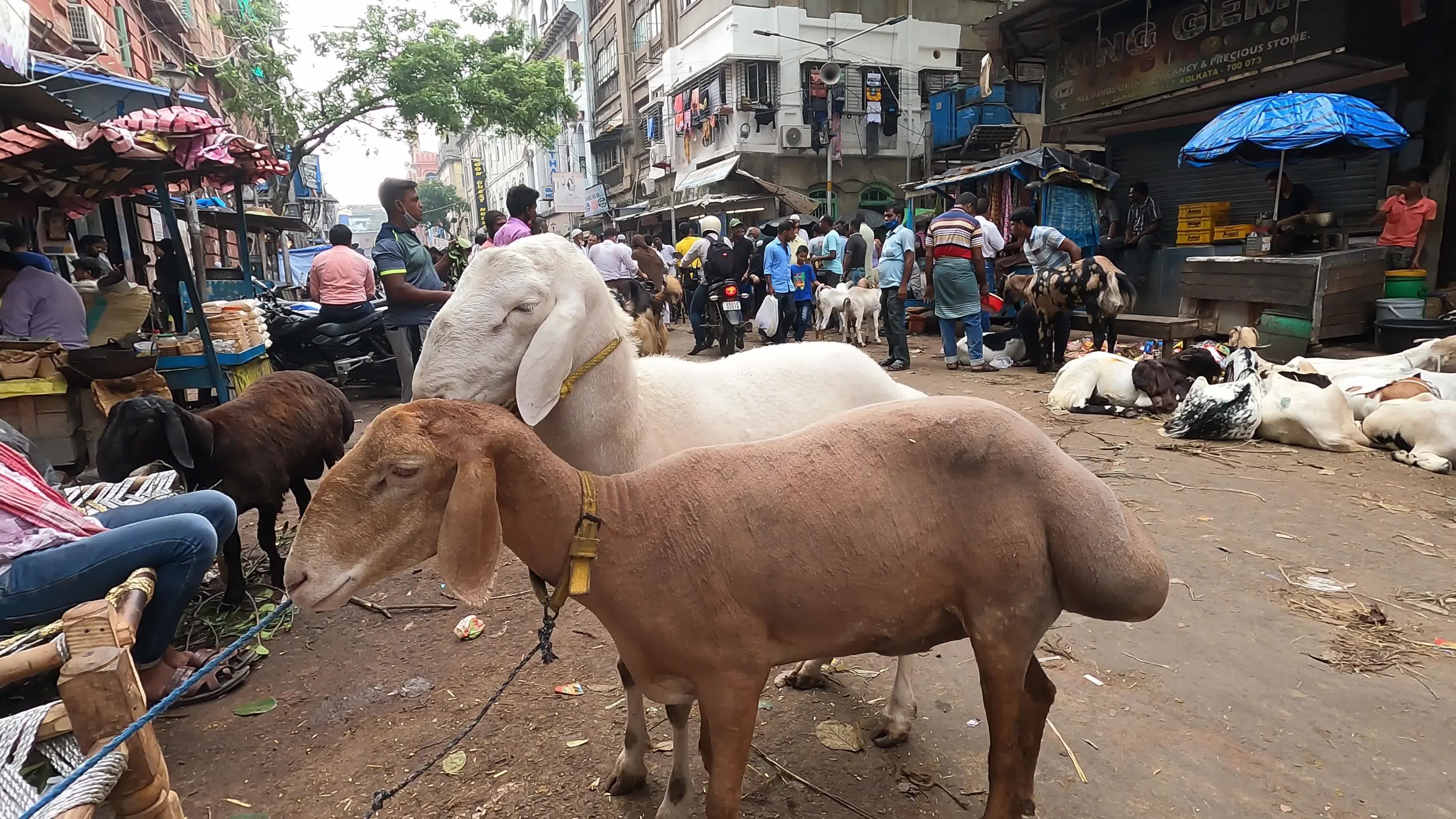 Livestock market ahead Eid al-Adha in Kolkata, India