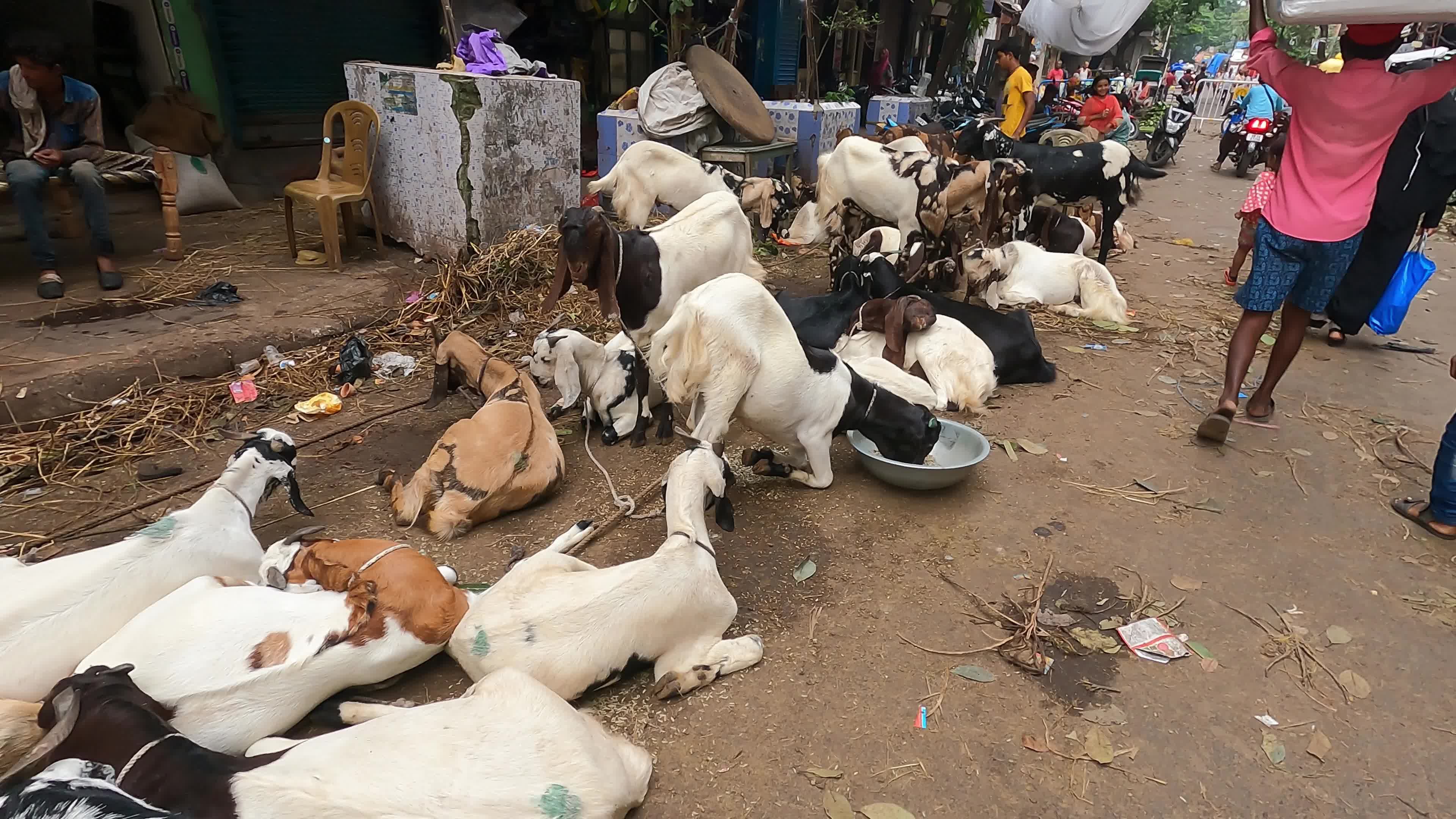 Livestock market ahead Eid al-Adha in Kolkata, India