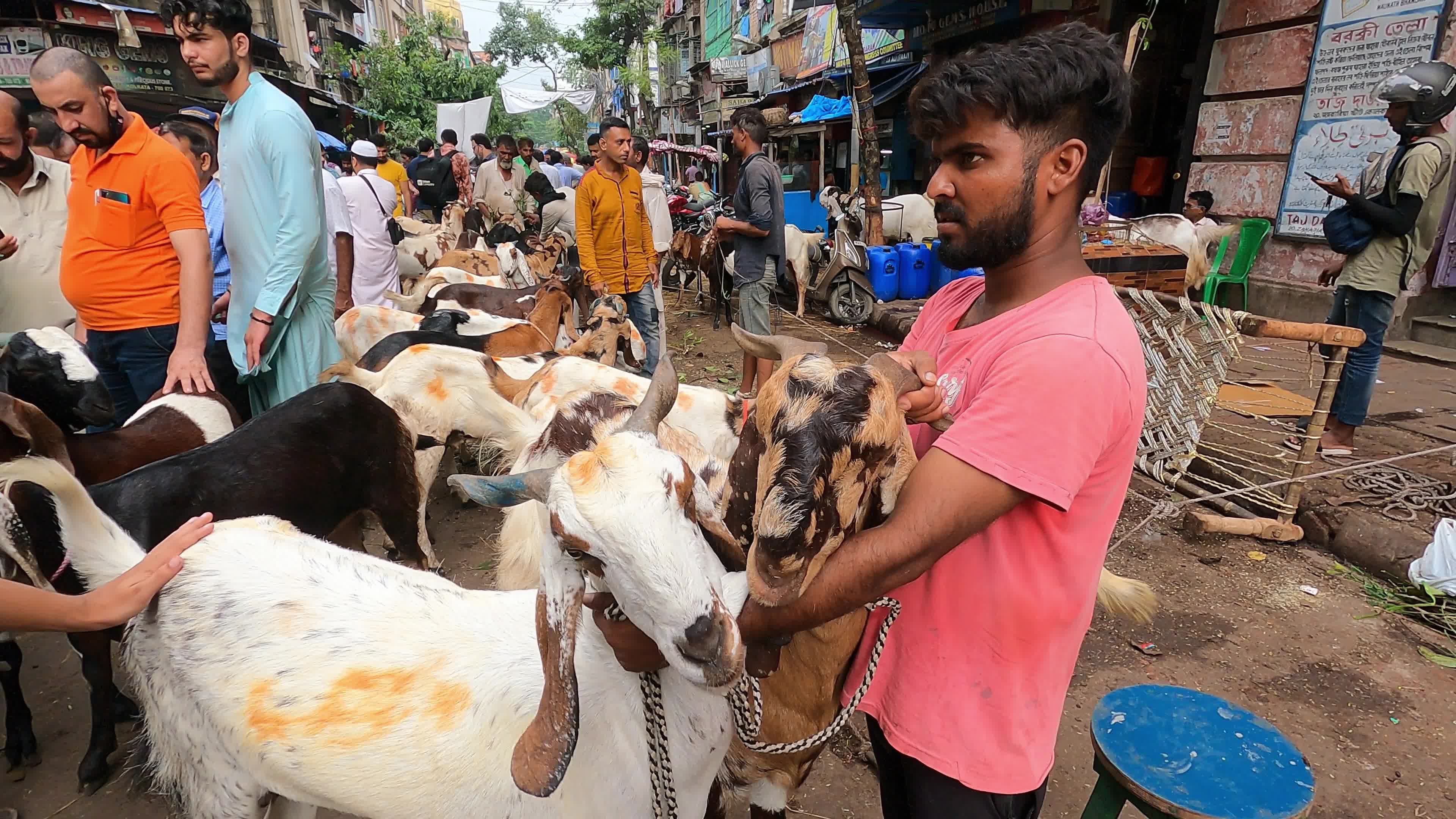 Livestock market ahead Eid al-Adha in Kolkata, India