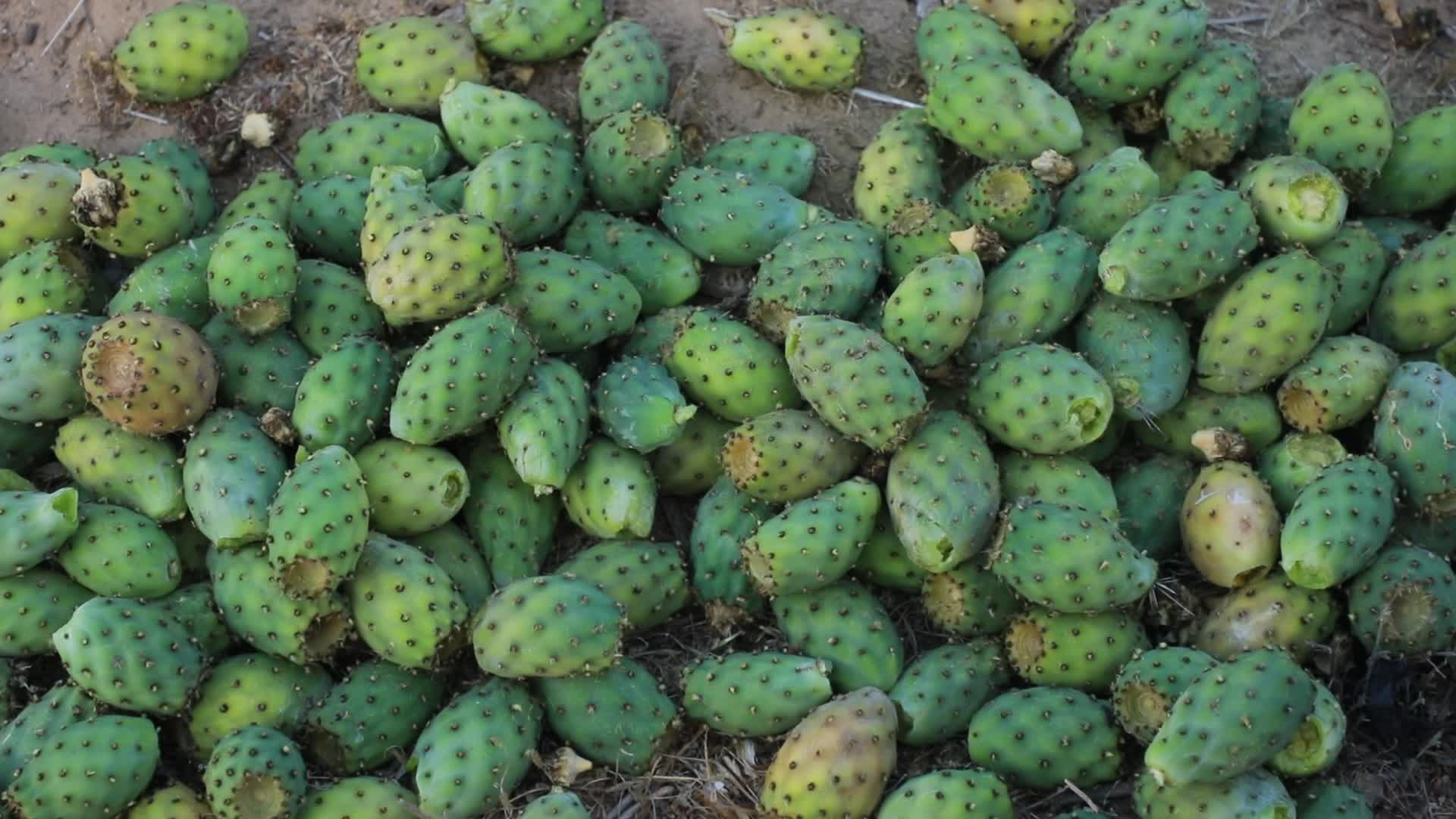 Prickly pear harvesting in Gaza