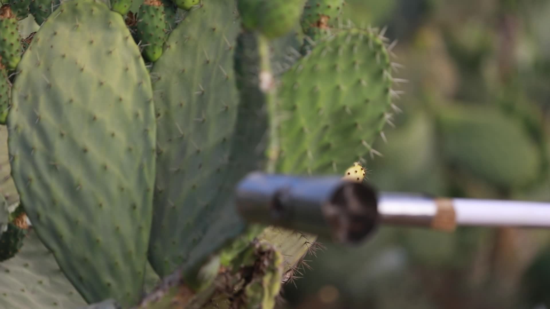 Prickly pear harvesting in Gaza