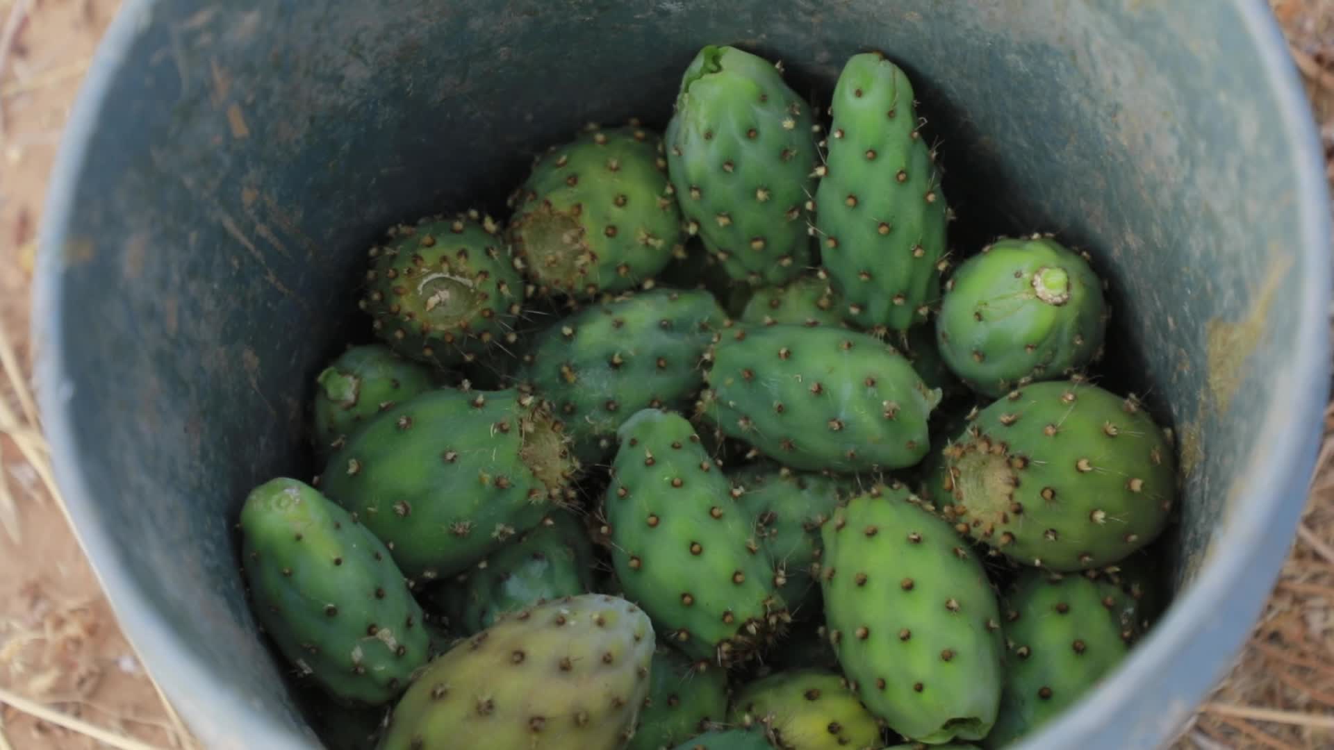 Prickly pear harvesting in Gaza