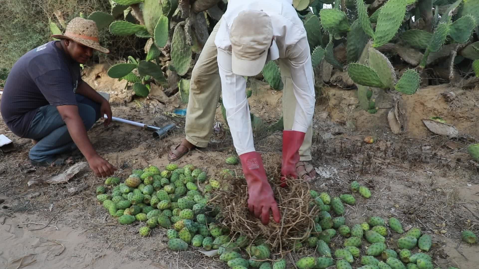 Prickly pear harvesting in Gaza