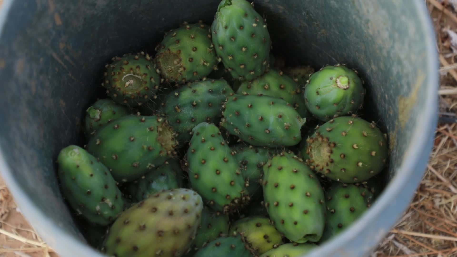 Prickly pear harvesting in Gaza