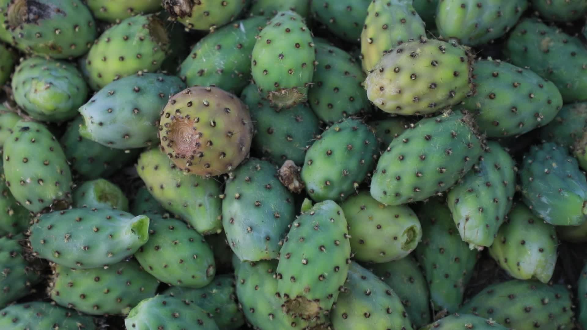 Prickly pear harvesting in Gaza
